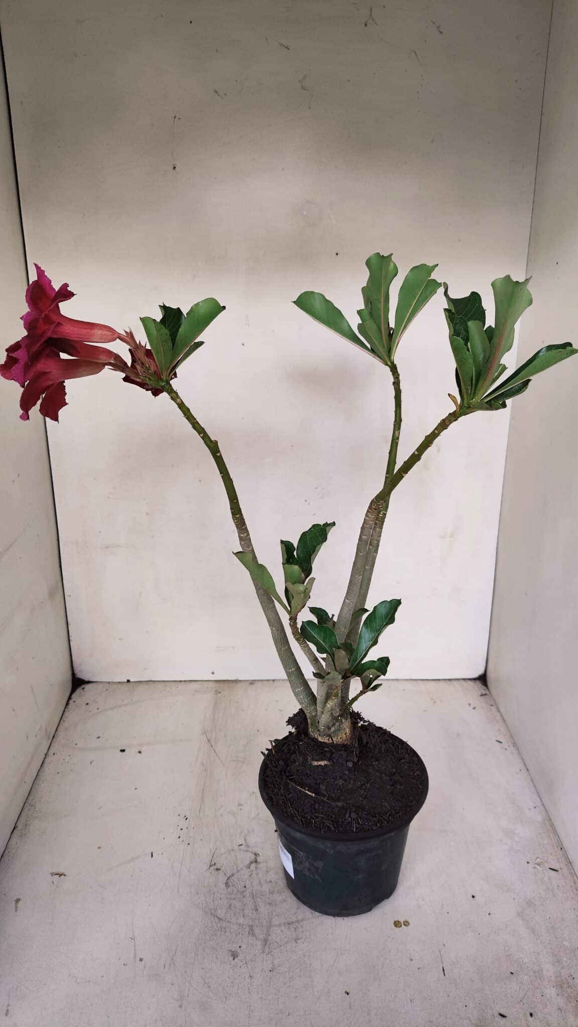 Planta Simples 3101 – 35cm – 03 anos