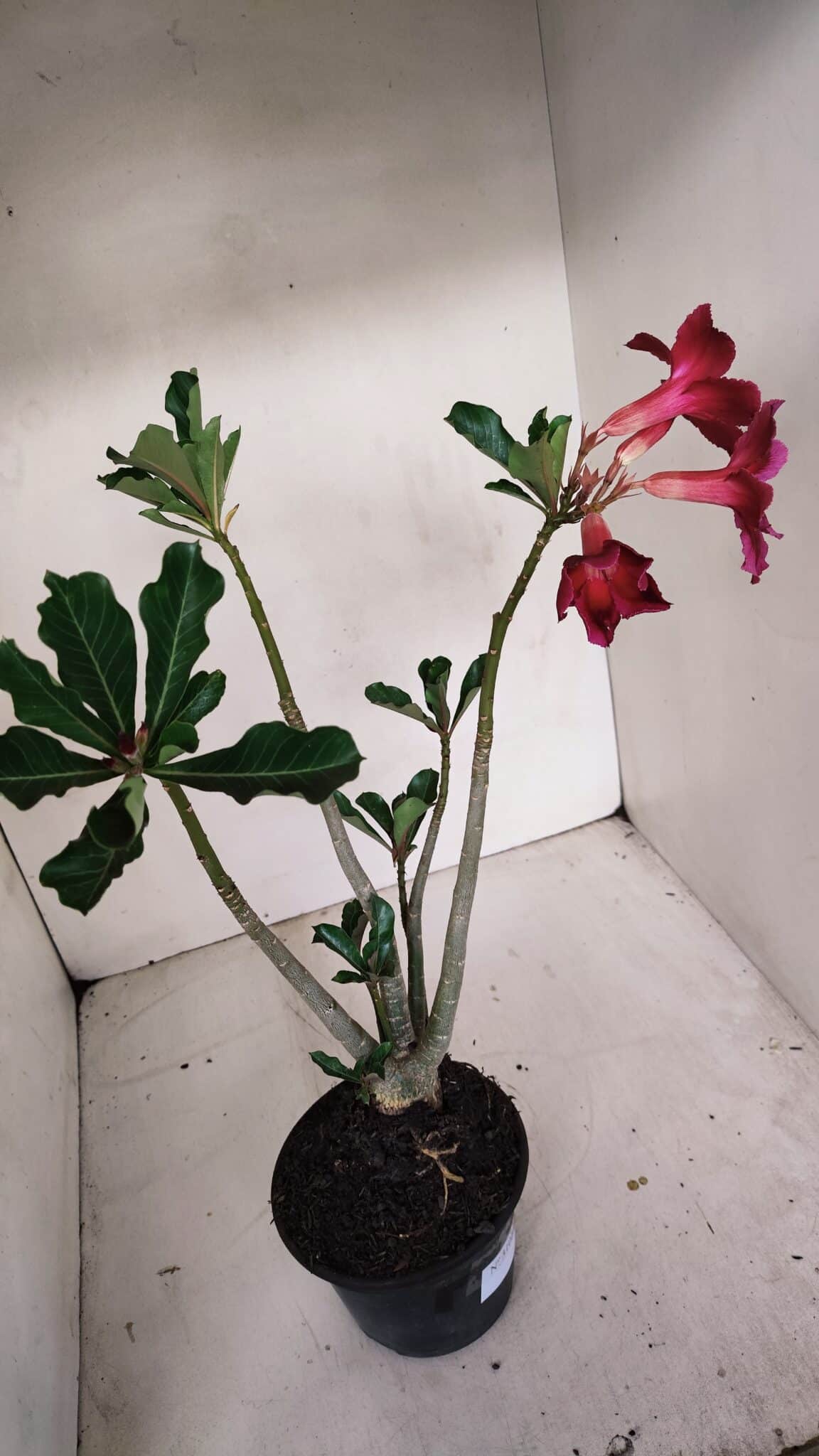 Planta Simples 3101 – 35cm – 03 anos