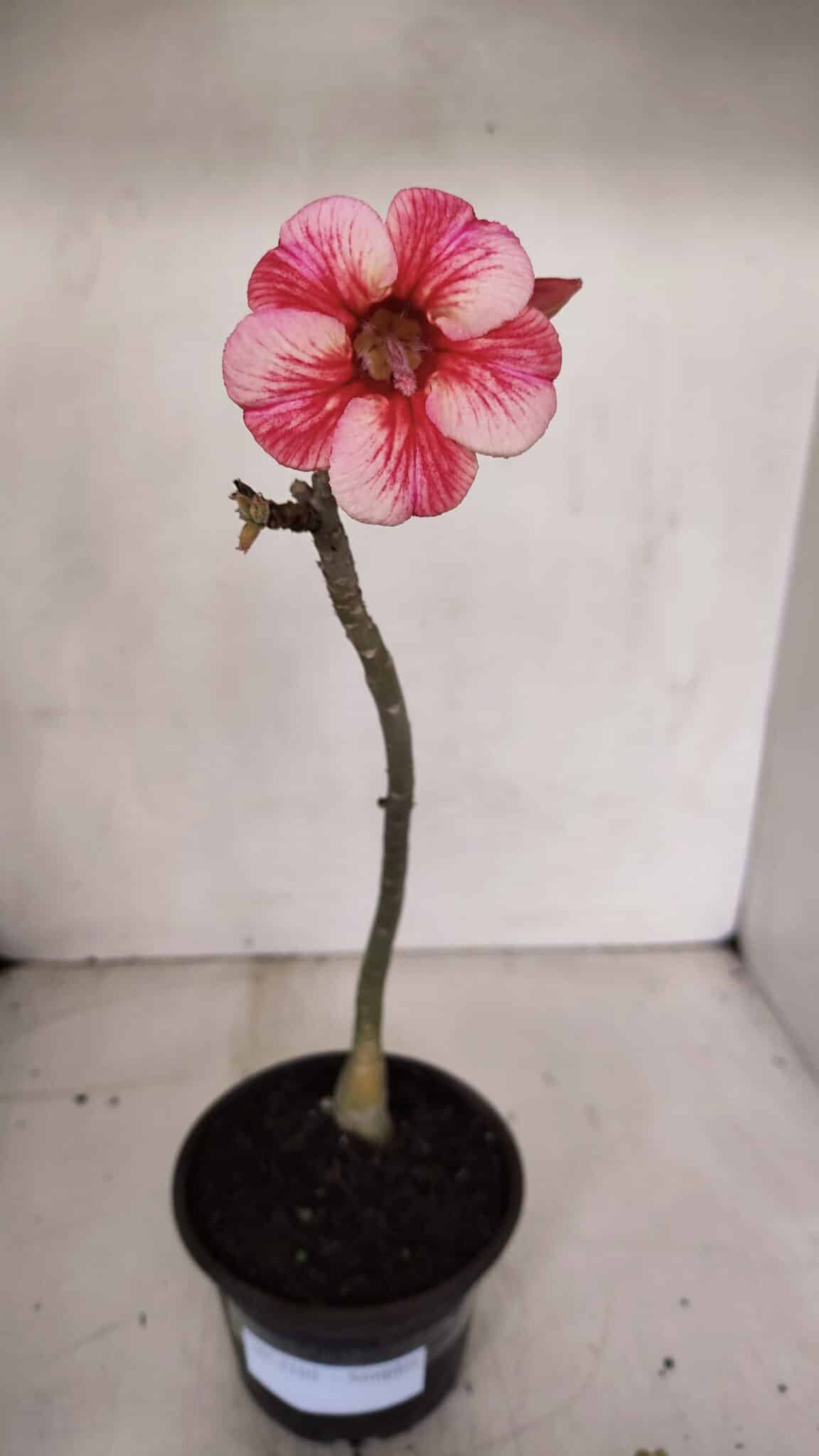 Planta Simples 3102 – 30cm – 02 anos
