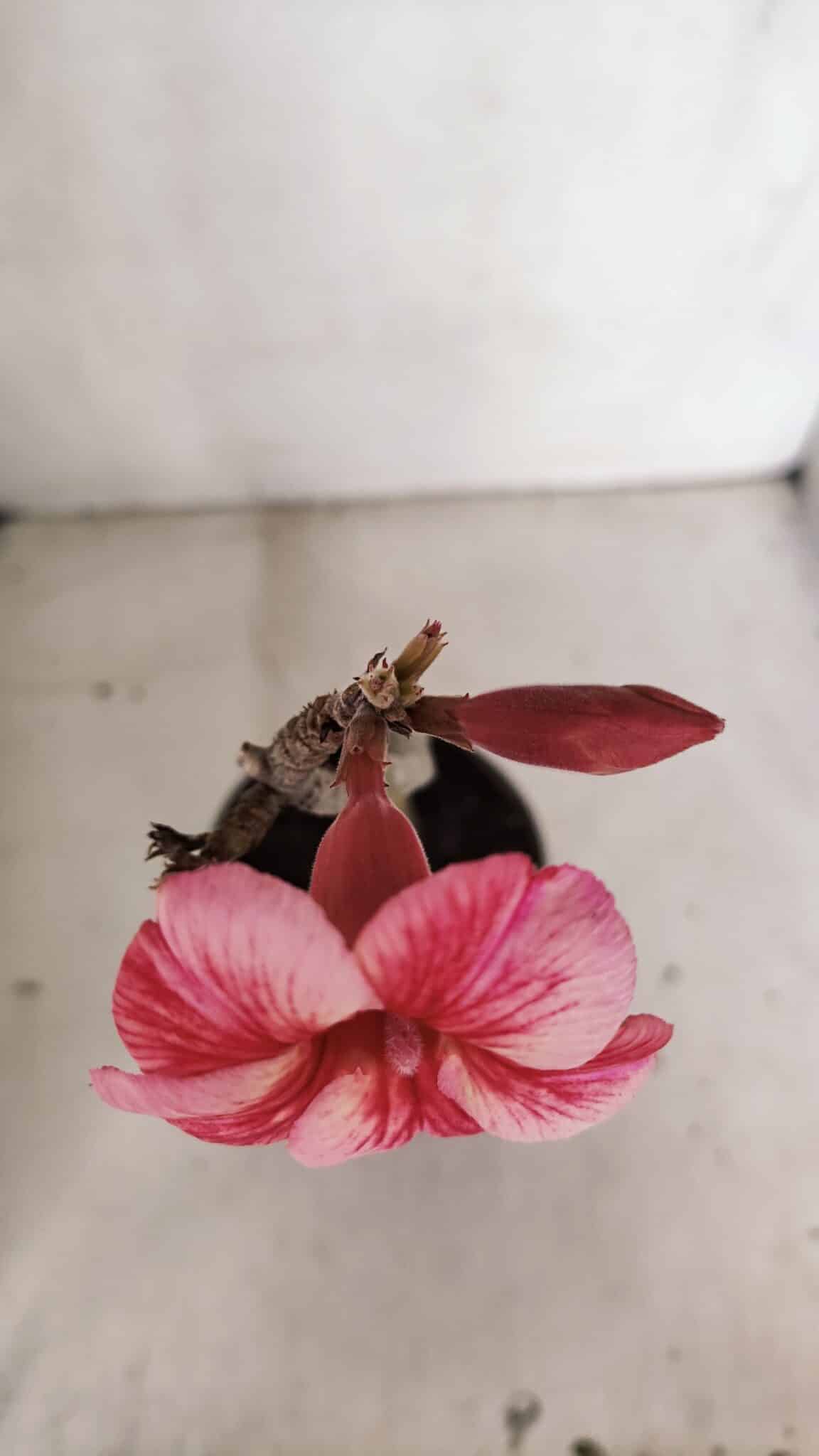 Planta Simples 3102 – 30cm – 02 anos