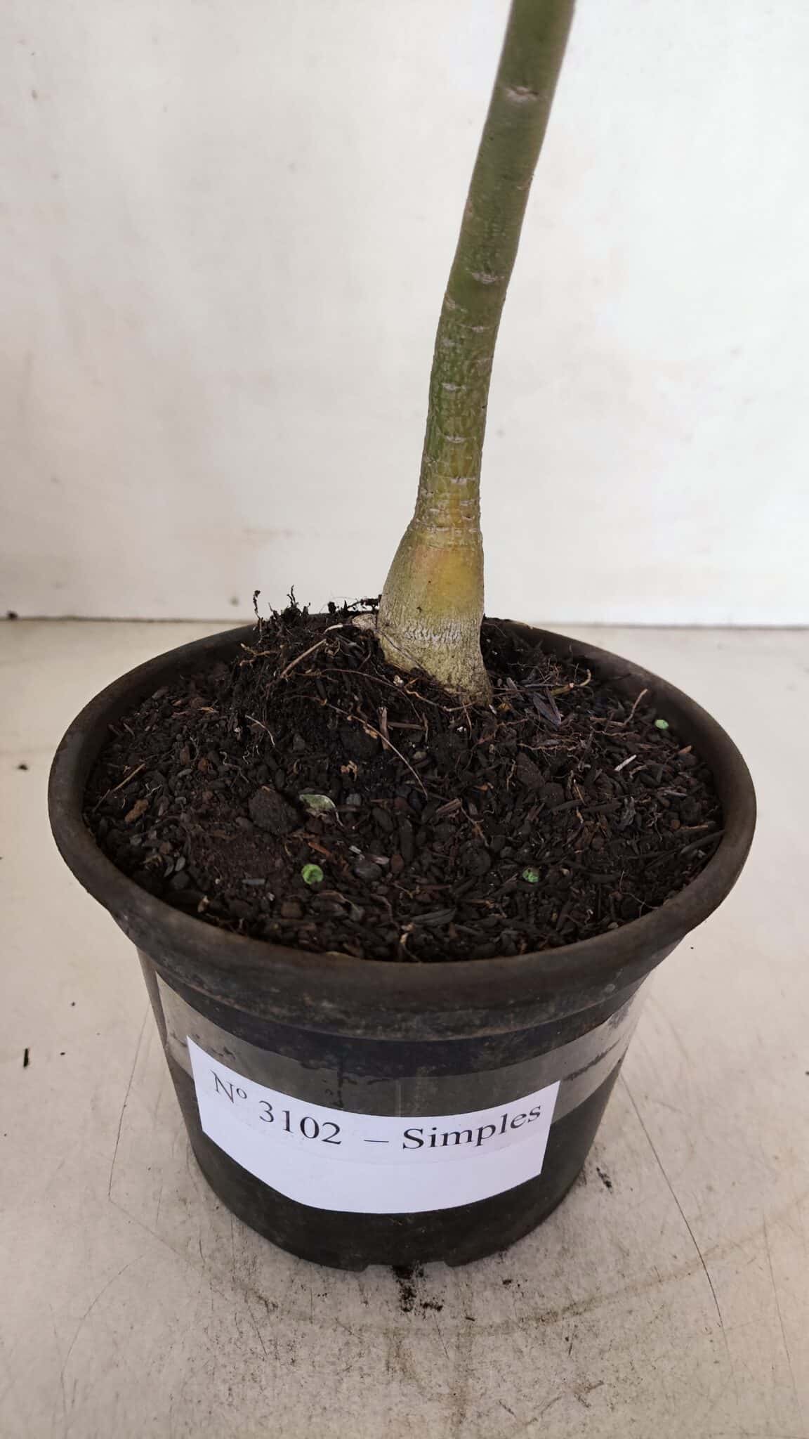 Planta Simples 3102 – 30cm – 02 anos