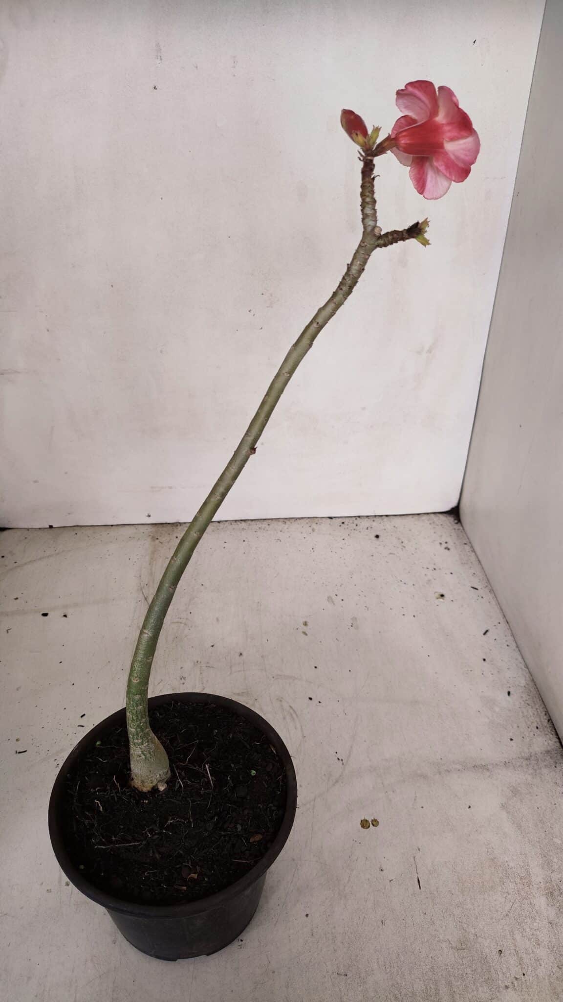 Planta Simples 3102 – 30cm – 02 anos