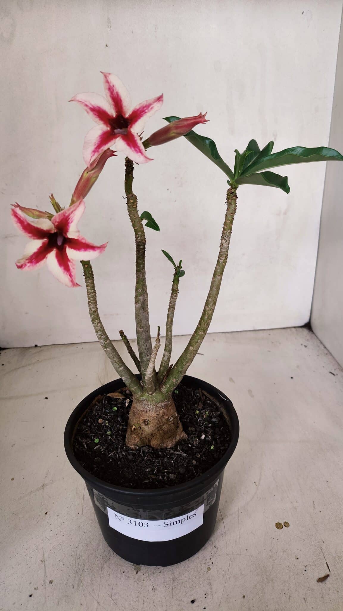 Planta Simples 3103 – 30cm – 03 anos