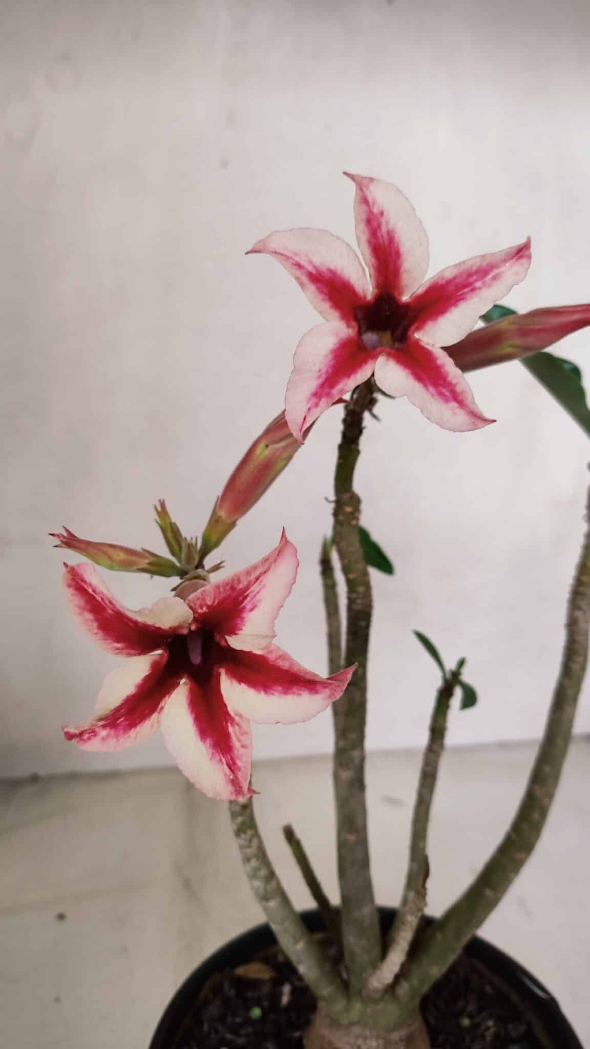 Planta Simples 3103 – 30cm – 03 anos