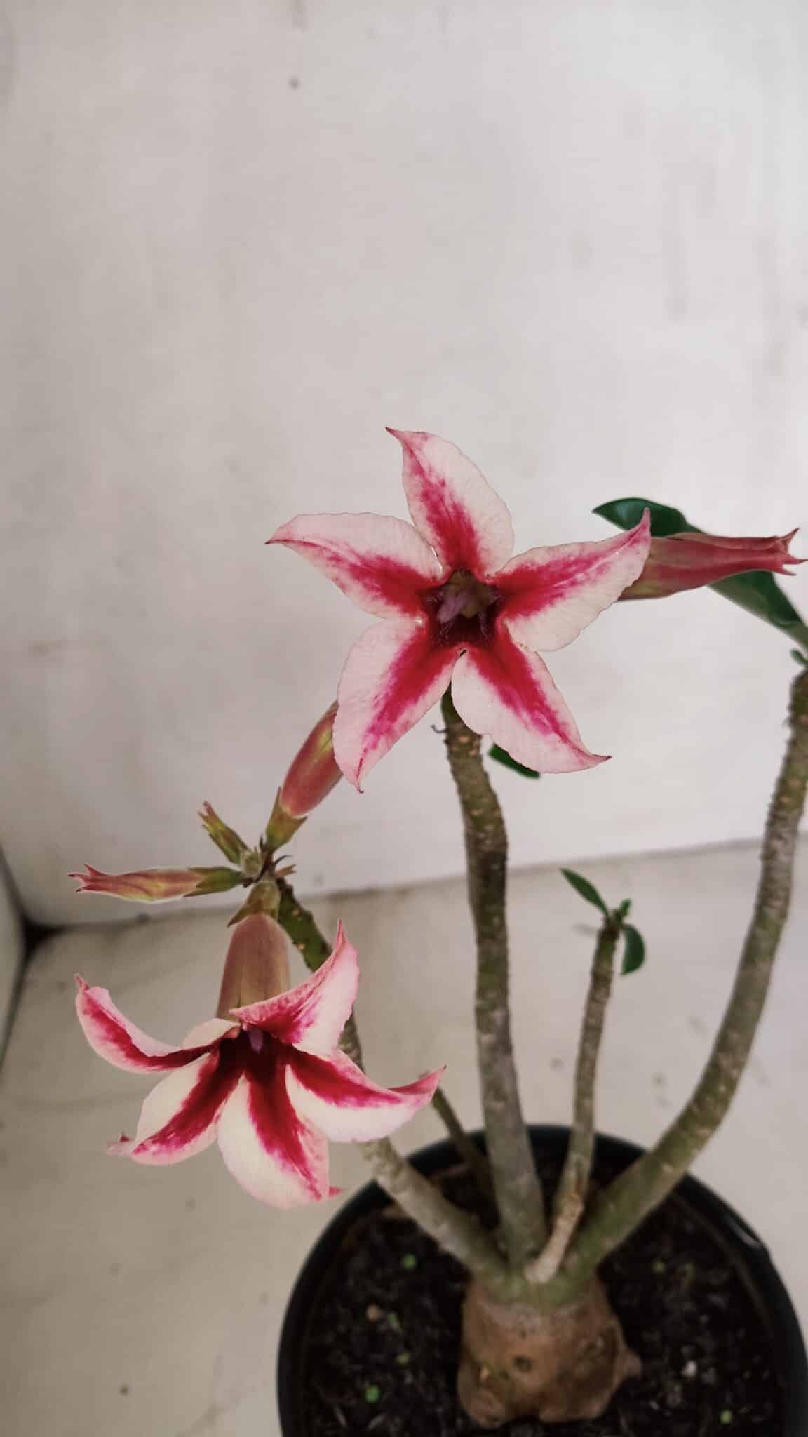 Planta Simples 3103 – 30cm – 03 anos