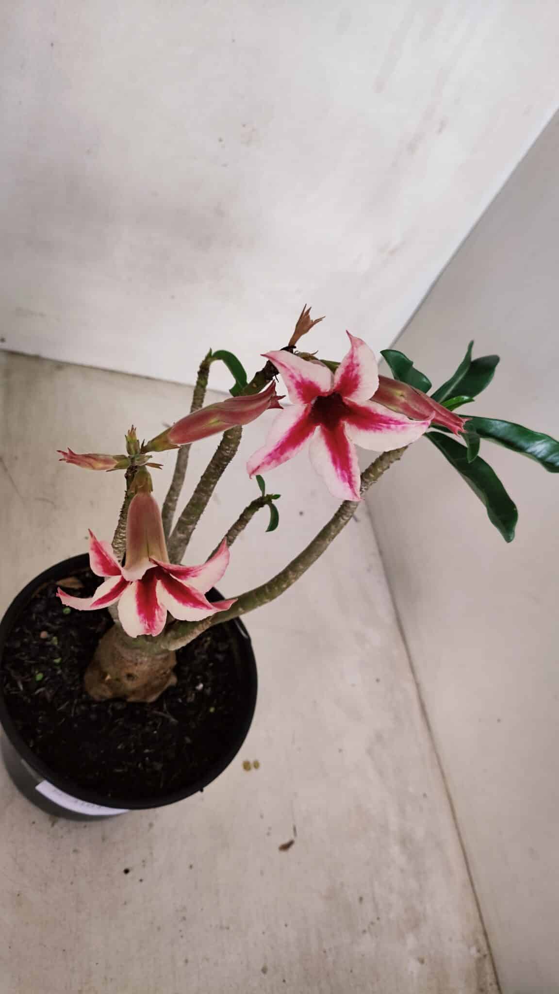 Planta Simples 3103 – 30cm – 03 anos