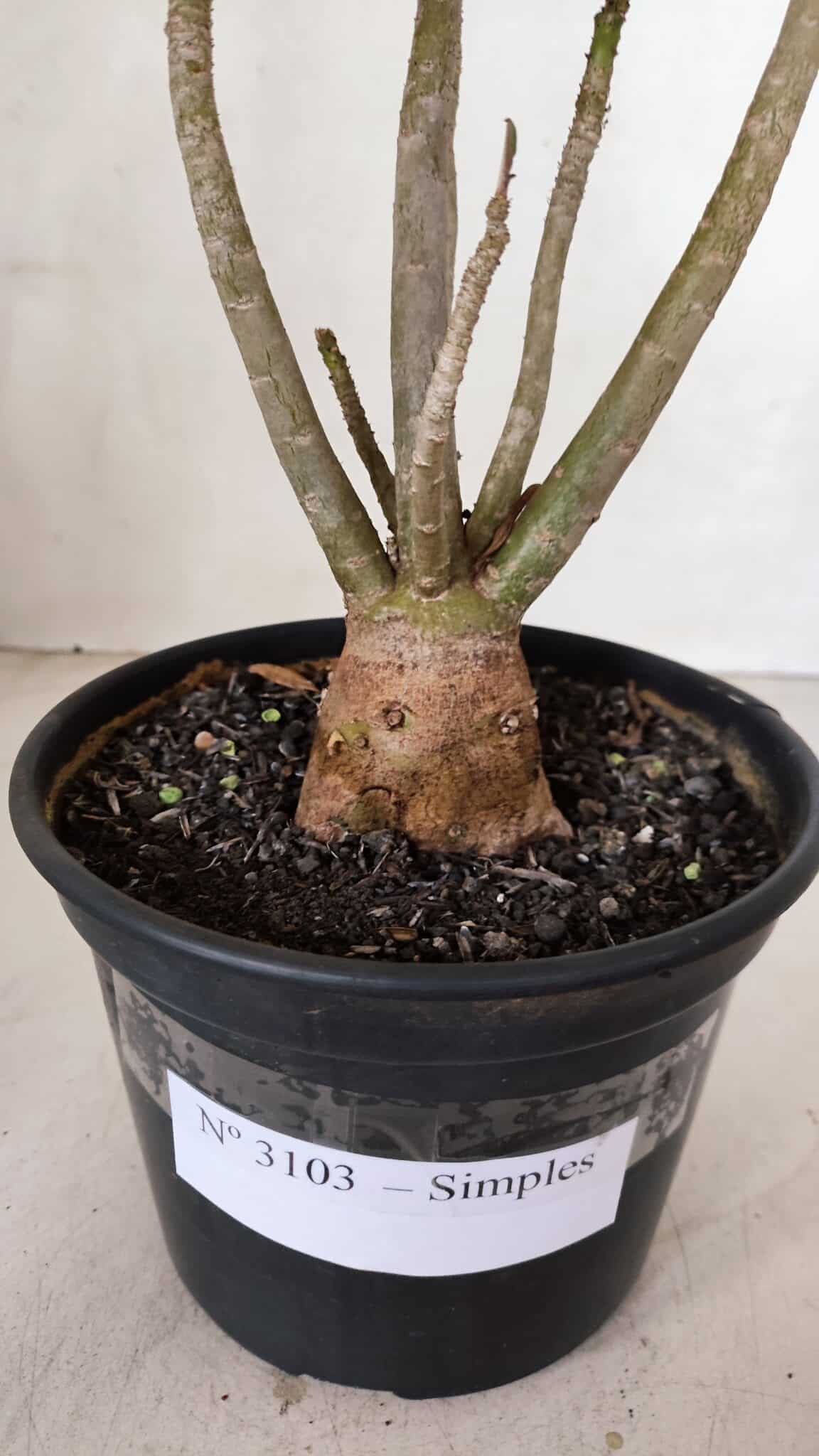 Planta Simples 3103 – 30cm – 03 anos