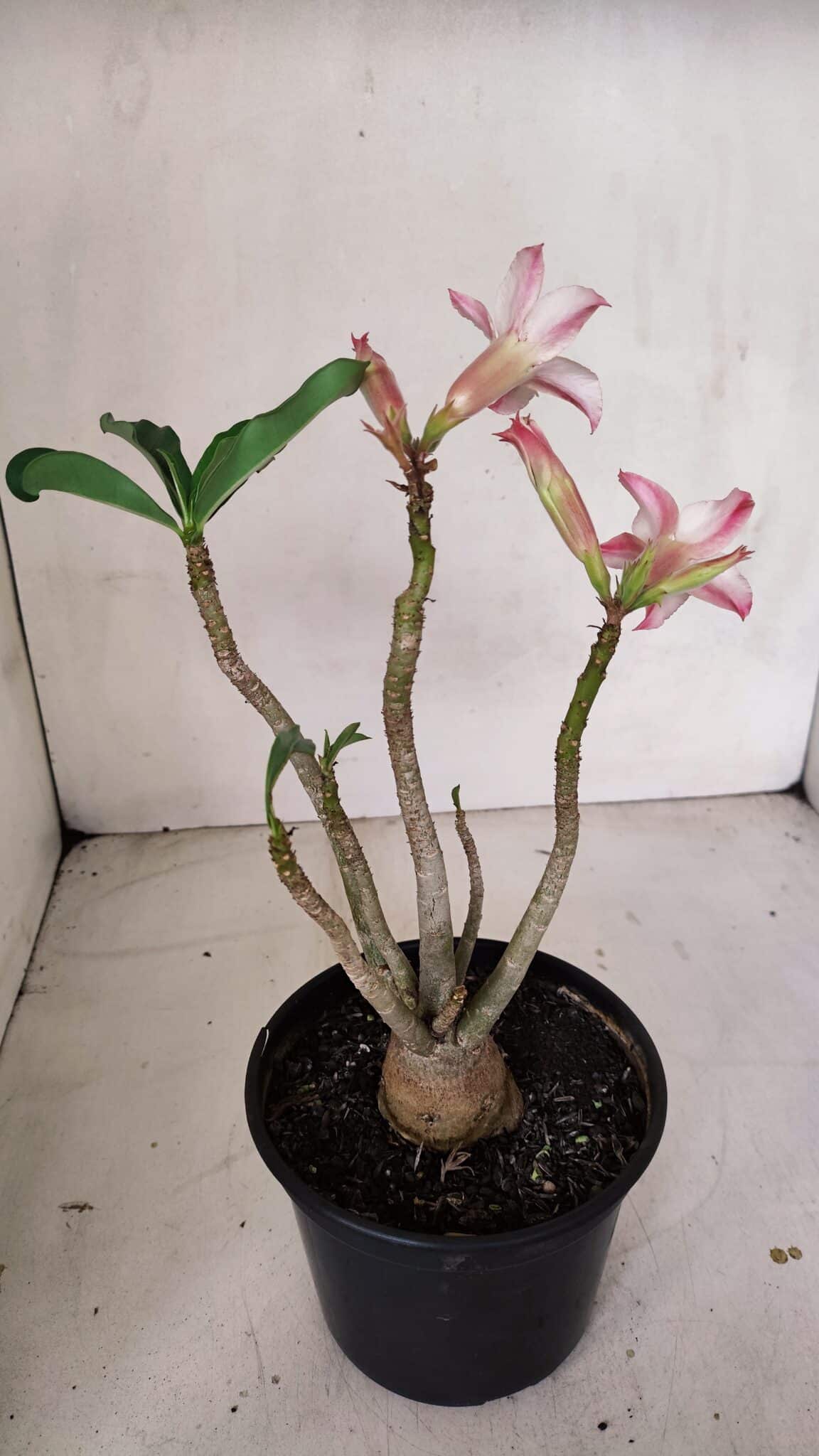 Planta Simples 3103 – 30cm – 03 anos
