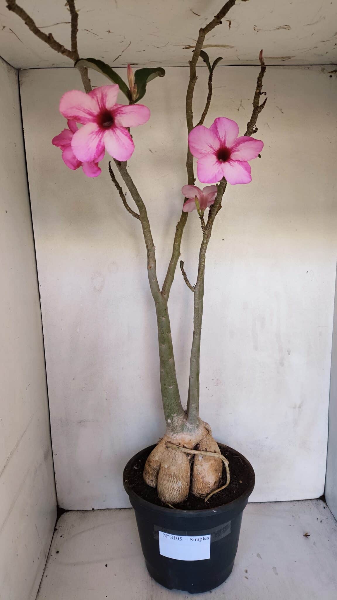 Planta Simples 3105 – 60cm – 04 anos