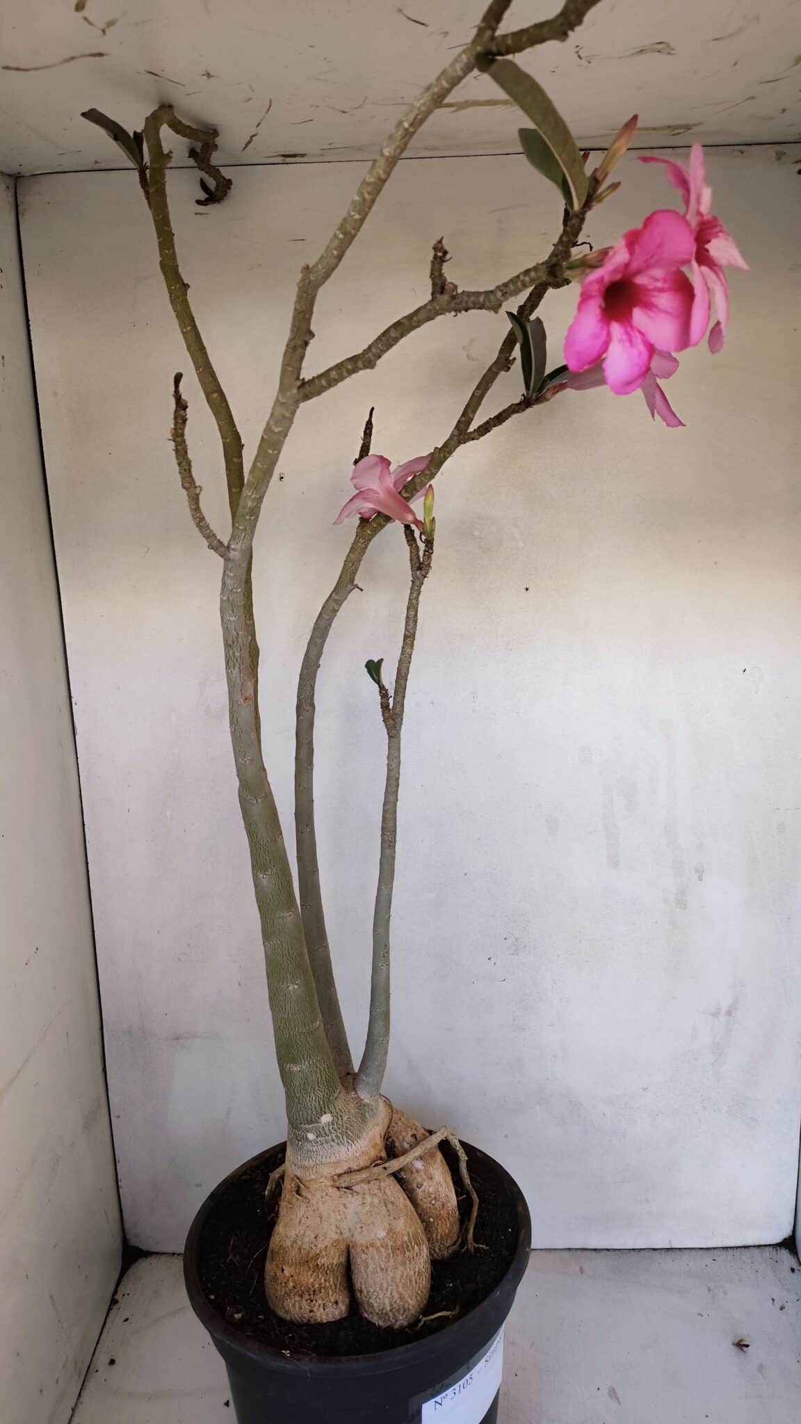 Planta Simples 3105 – 60cm – 04 anos