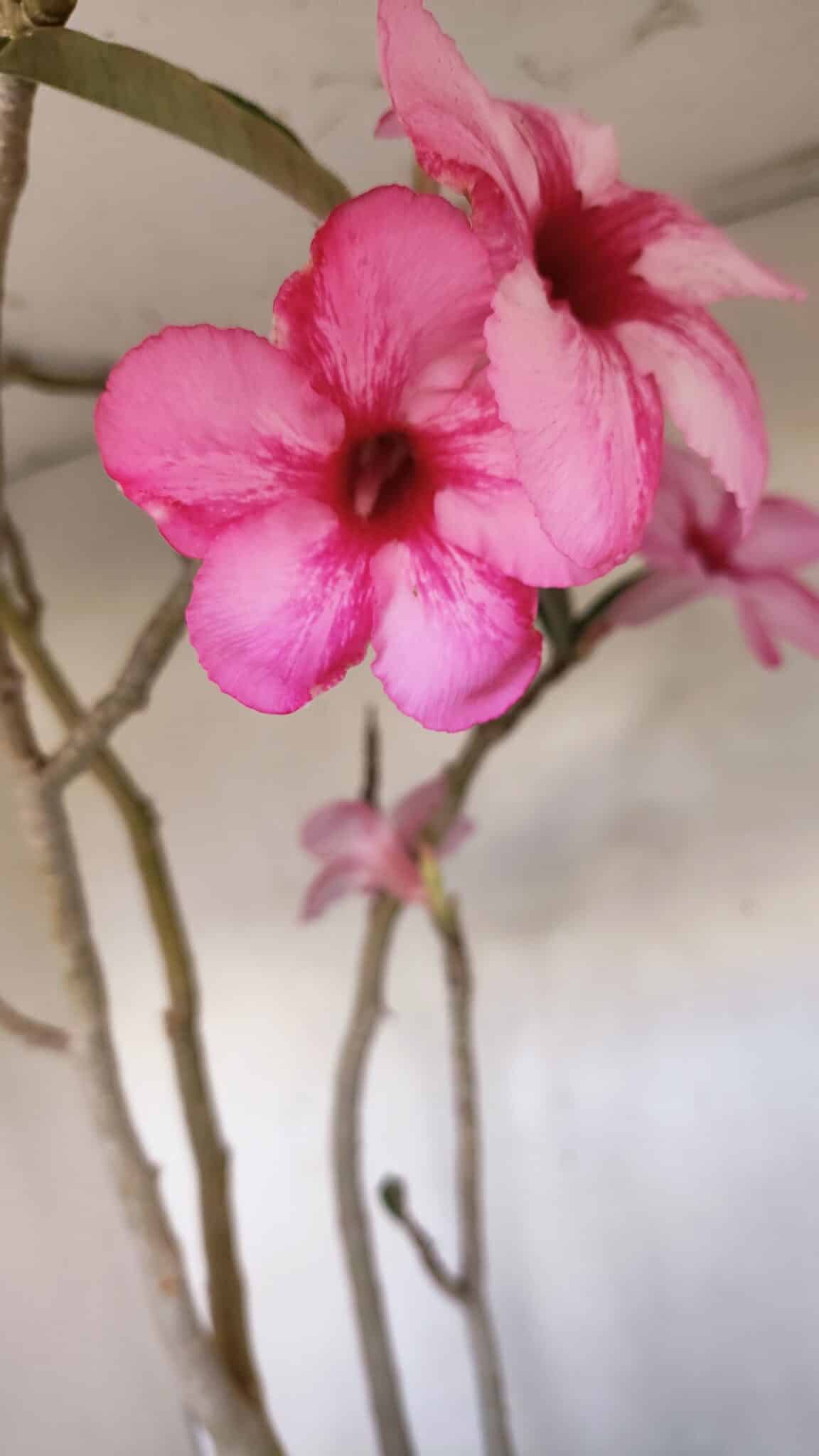 Planta Simples 3105 – 60cm – 04 anos