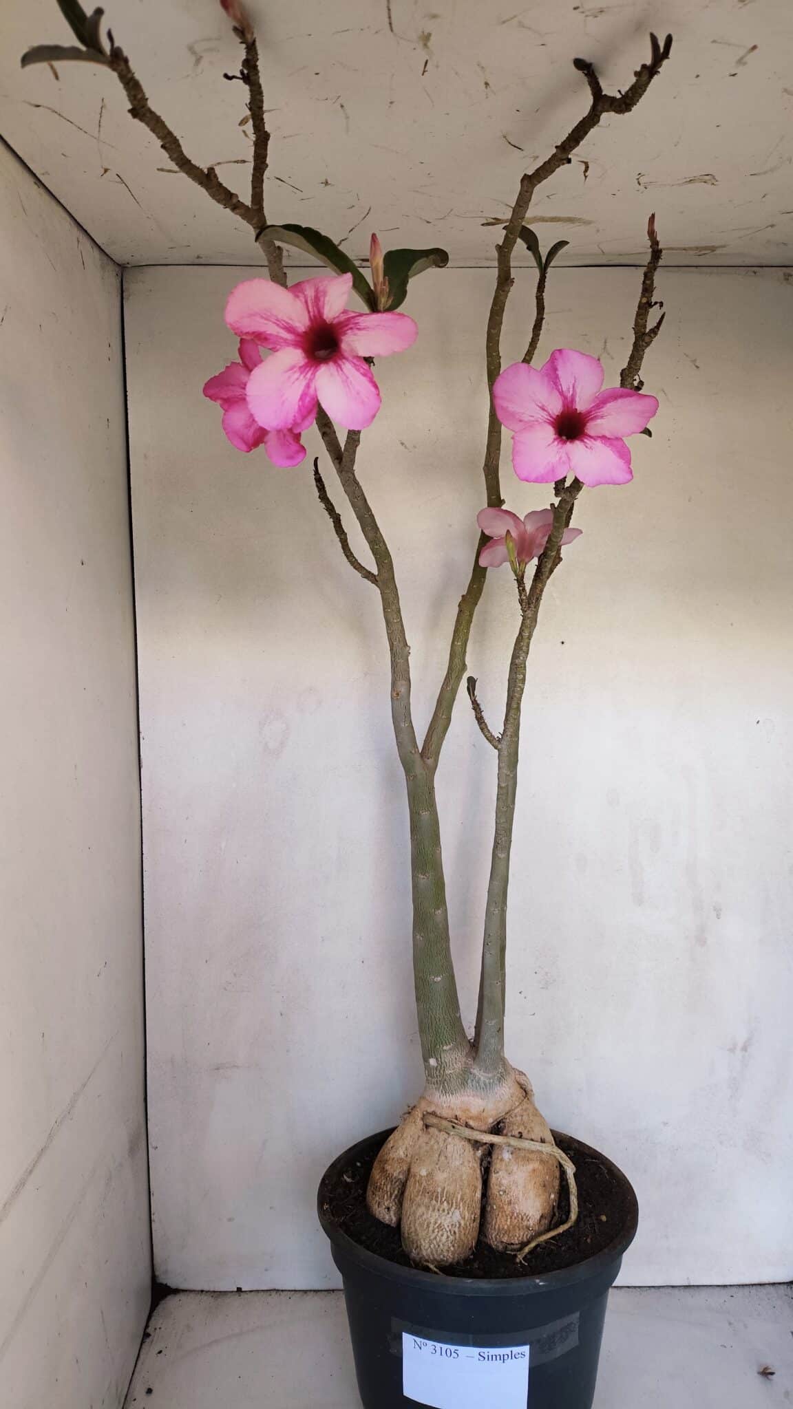 Planta Simples 3105 – 60cm – 04 anos