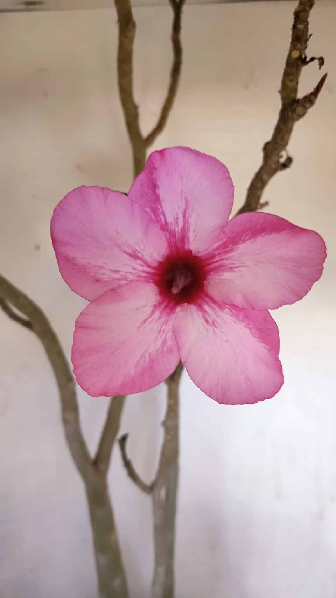 Planta Simples 3105 – 60cm – 04 anos