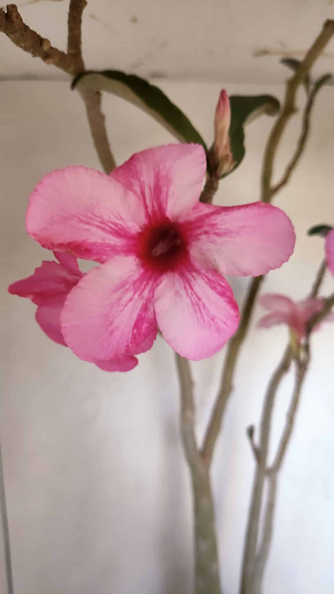 Planta Simples 3105 – 60cm – 04 anos