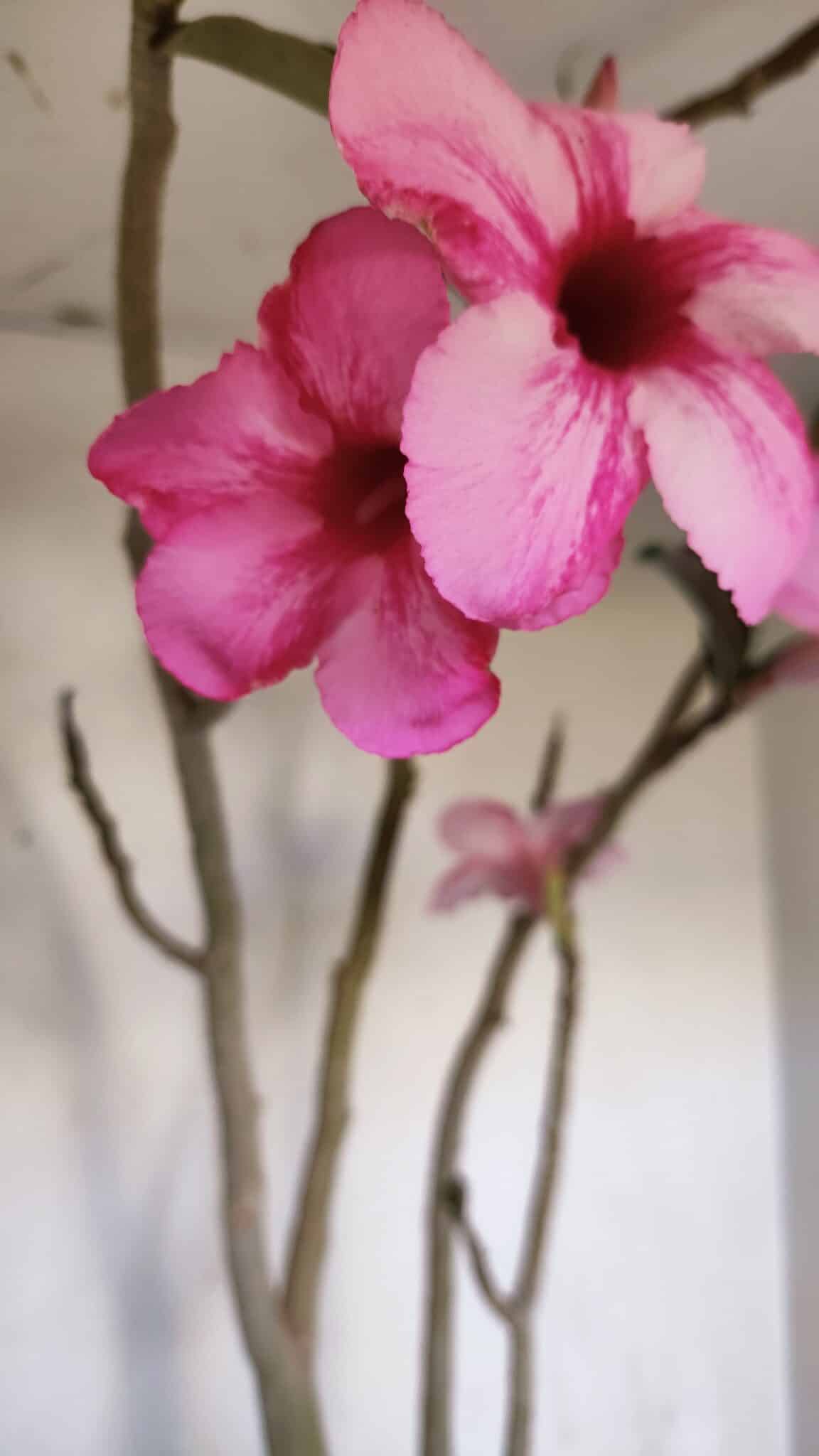 Planta Simples 3105 – 60cm – 04 anos