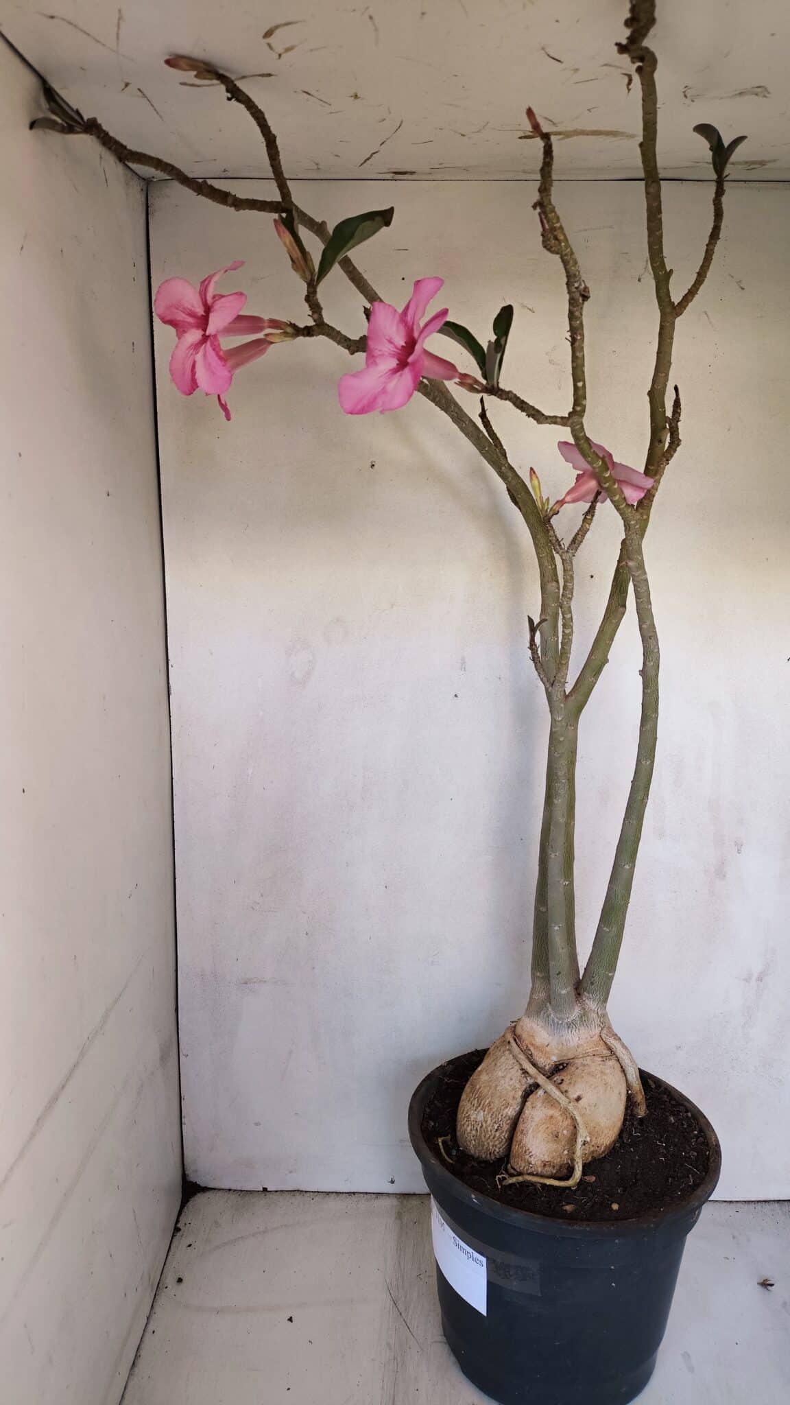 Planta Simples 3105 – 60cm – 04 anos