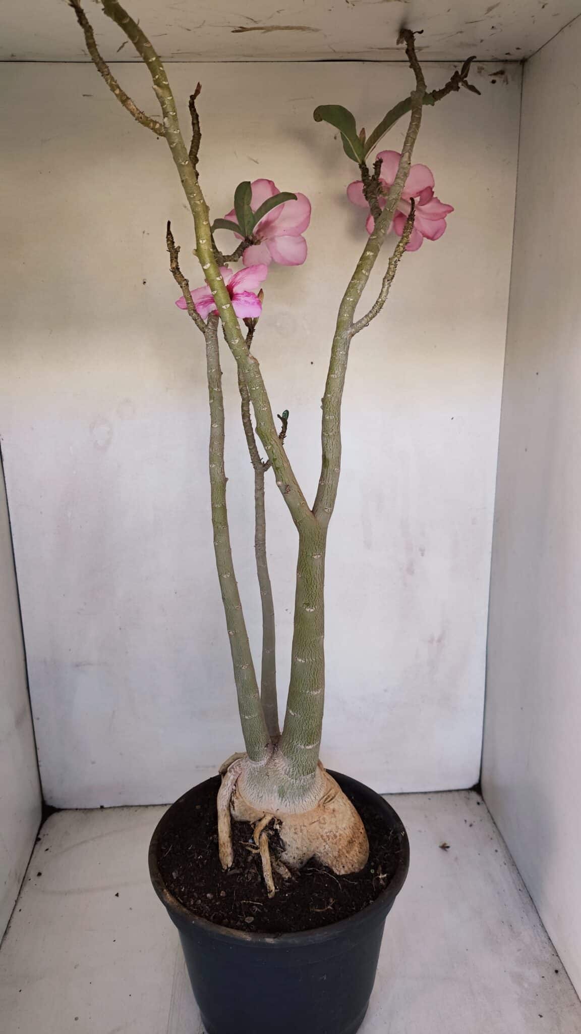 Planta Simples 3105 – 60cm – 04 anos