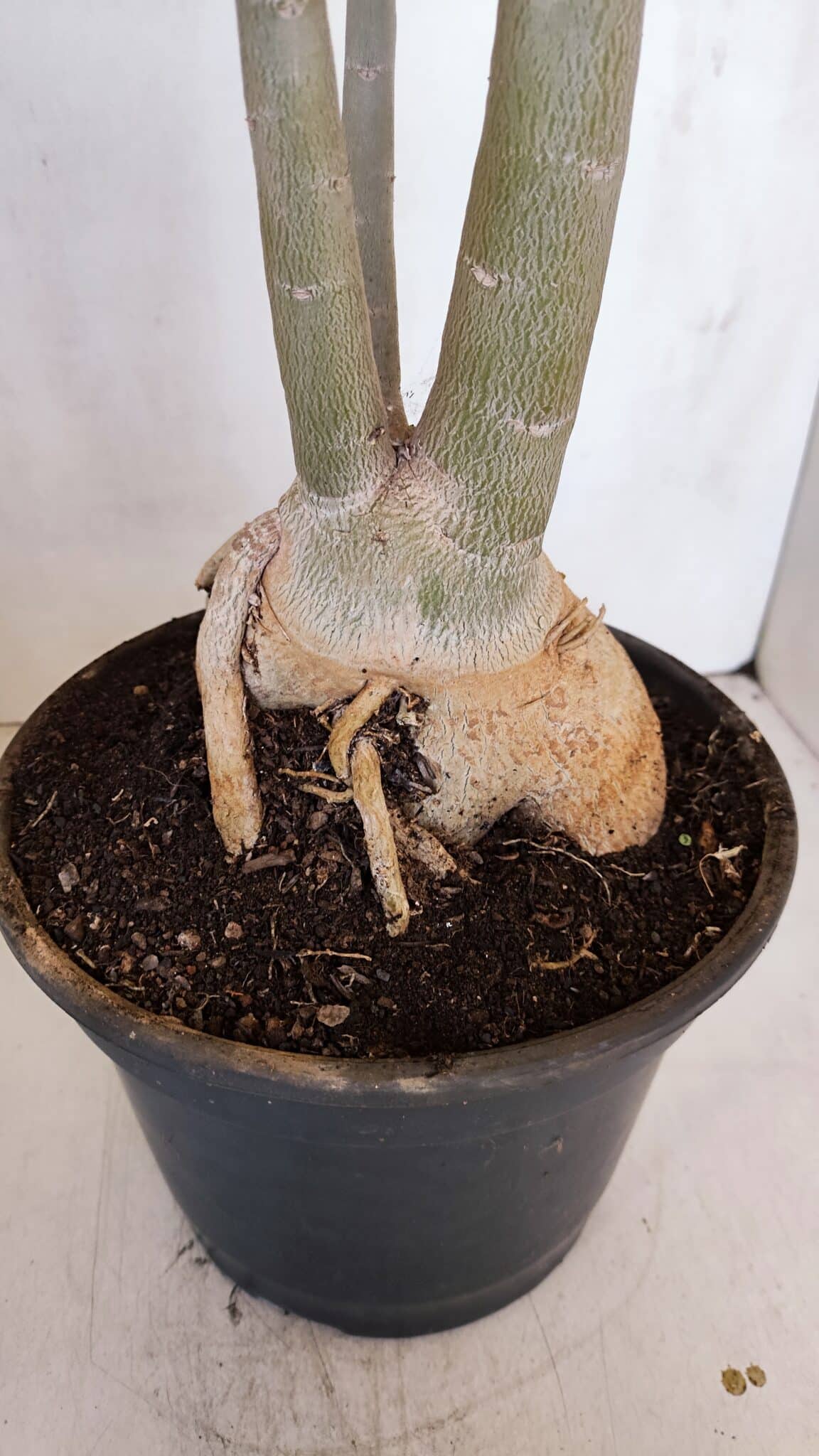 Planta Simples 3105 – 60cm – 04 anos