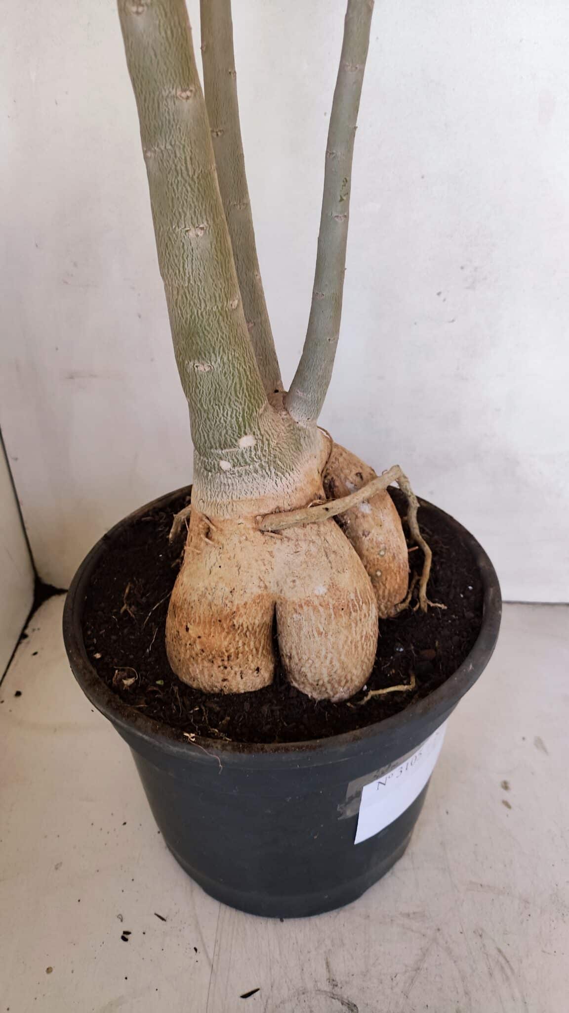 Planta Simples 3105 – 60cm – 04 anos