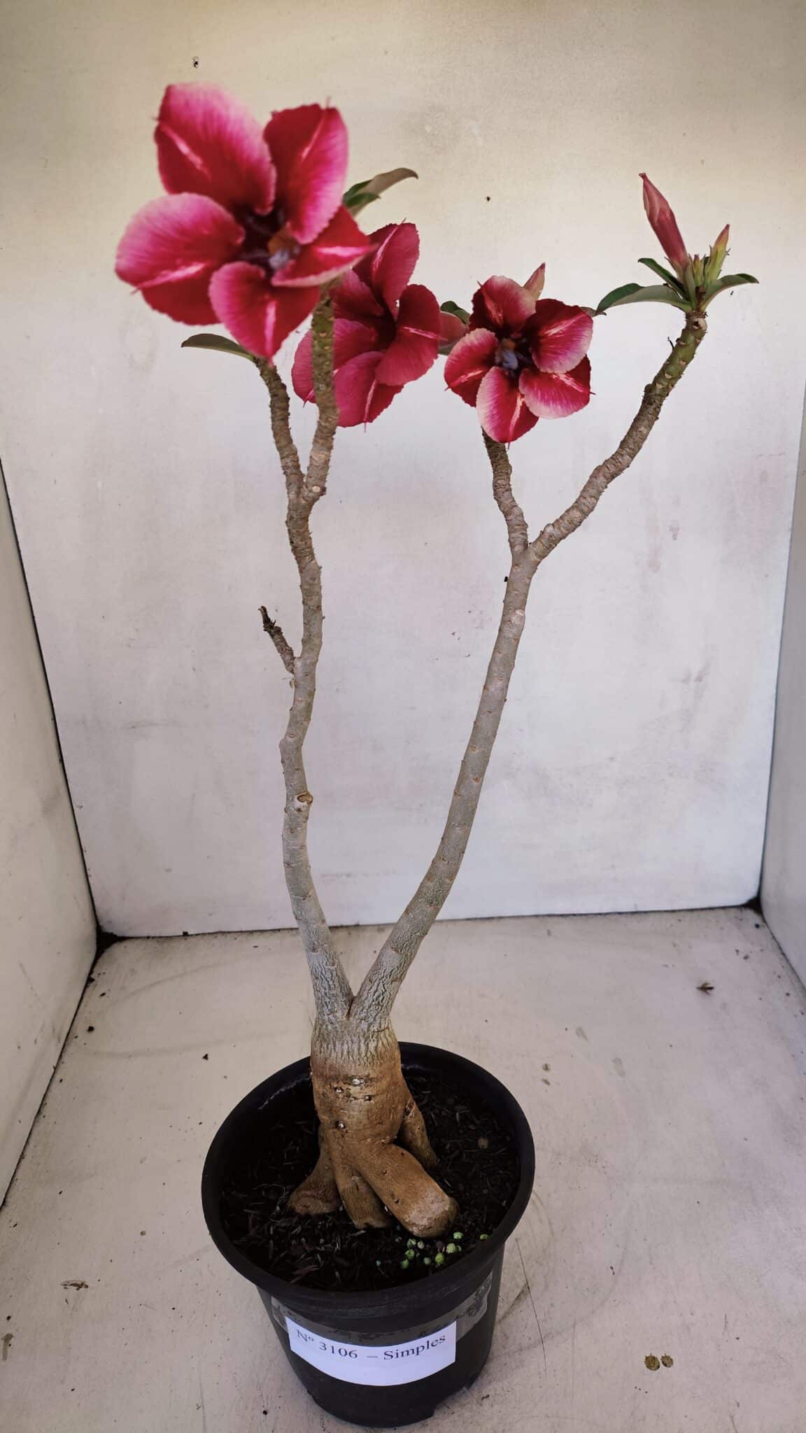 Planta Simples 3106 – 35cm – 03 anos