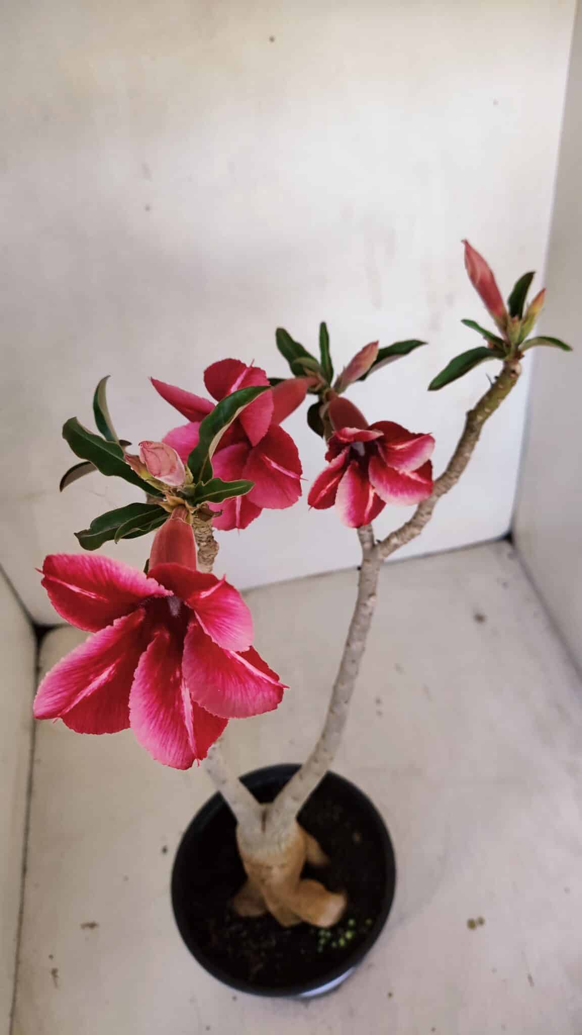 Planta Simples 3106 – 35cm – 03 anos