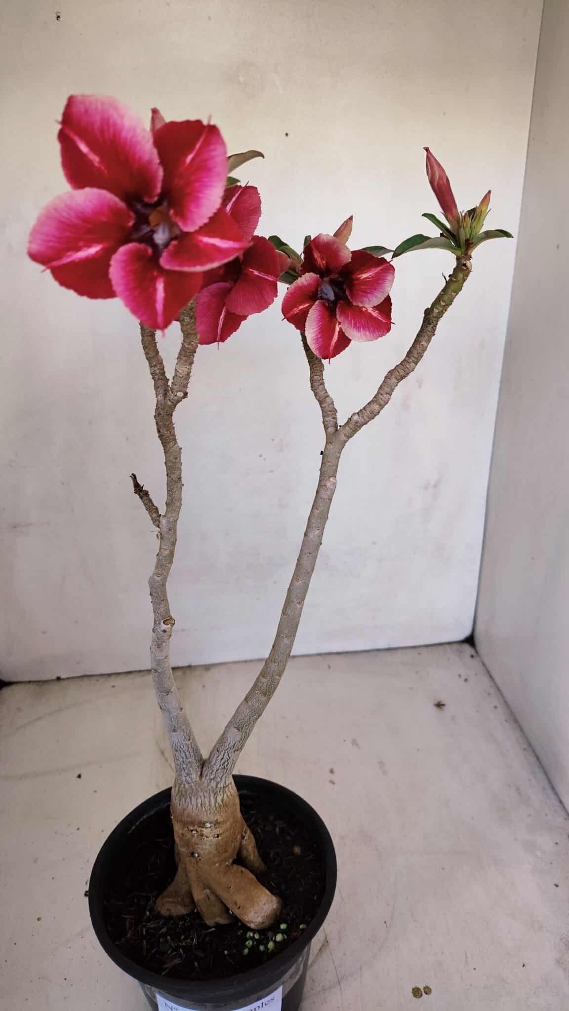 Planta Simples 3106 – 35cm – 03 anos