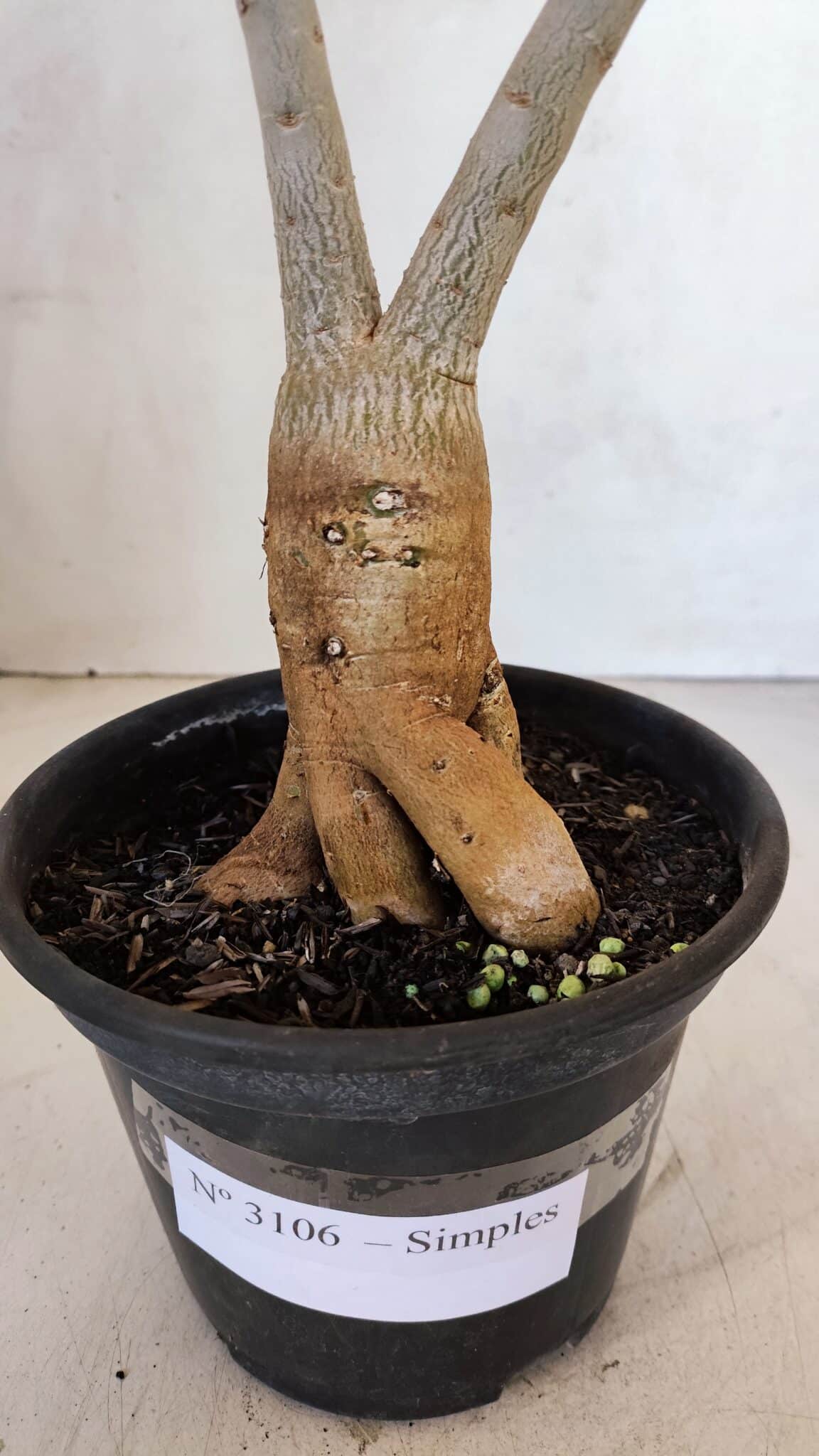 Planta Simples 3106 – 35cm – 03 anos