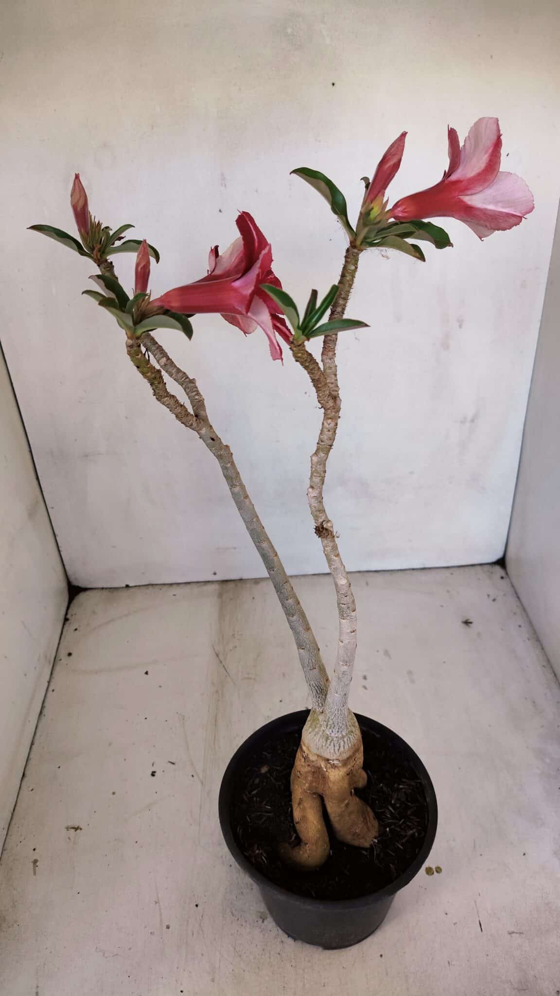 Planta Simples 3106 – 35cm – 03 anos