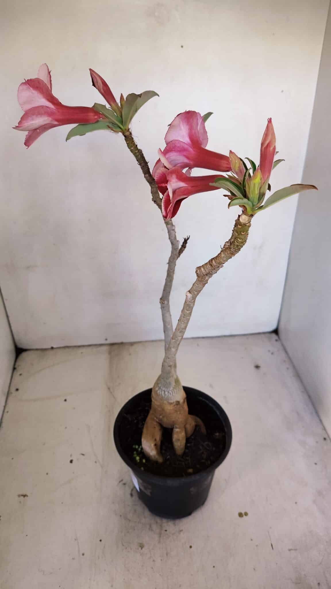 Planta Simples 3106 – 35cm – 03 anos