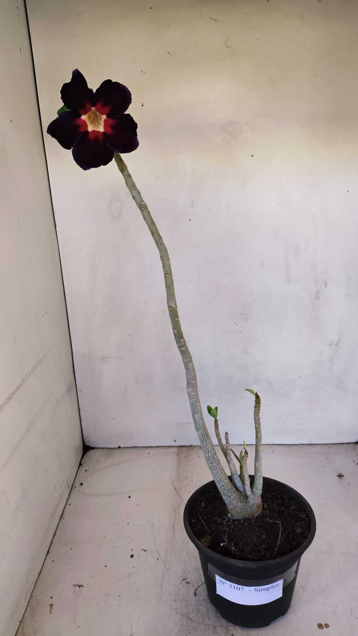 Planta Simples 3107 – 35cm – 03 anos
