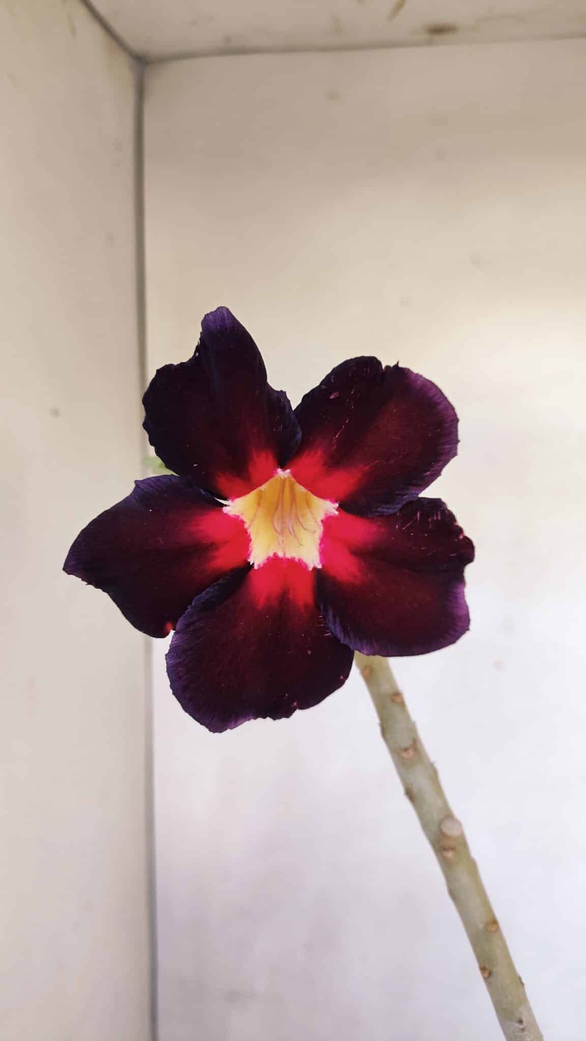 Planta Simples 3107 – 35cm – 03 anos
