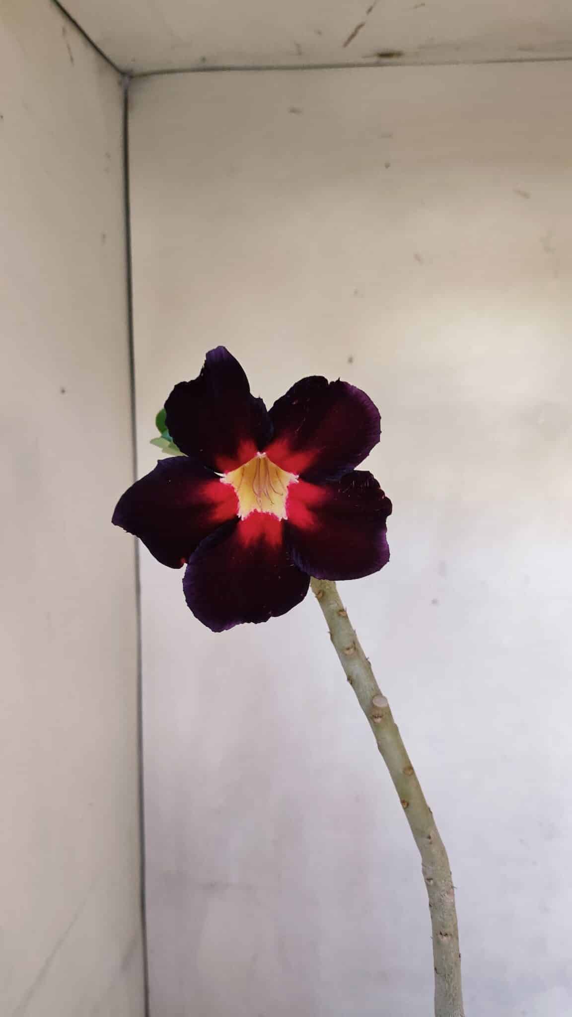 Planta Simples 3107 – 35cm – 03 anos