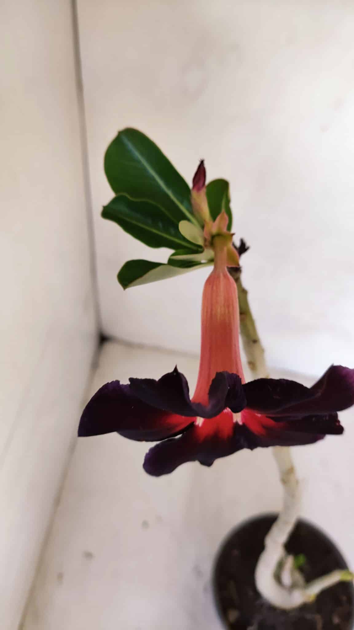 Planta Simples 3107 – 35cm – 03 anos