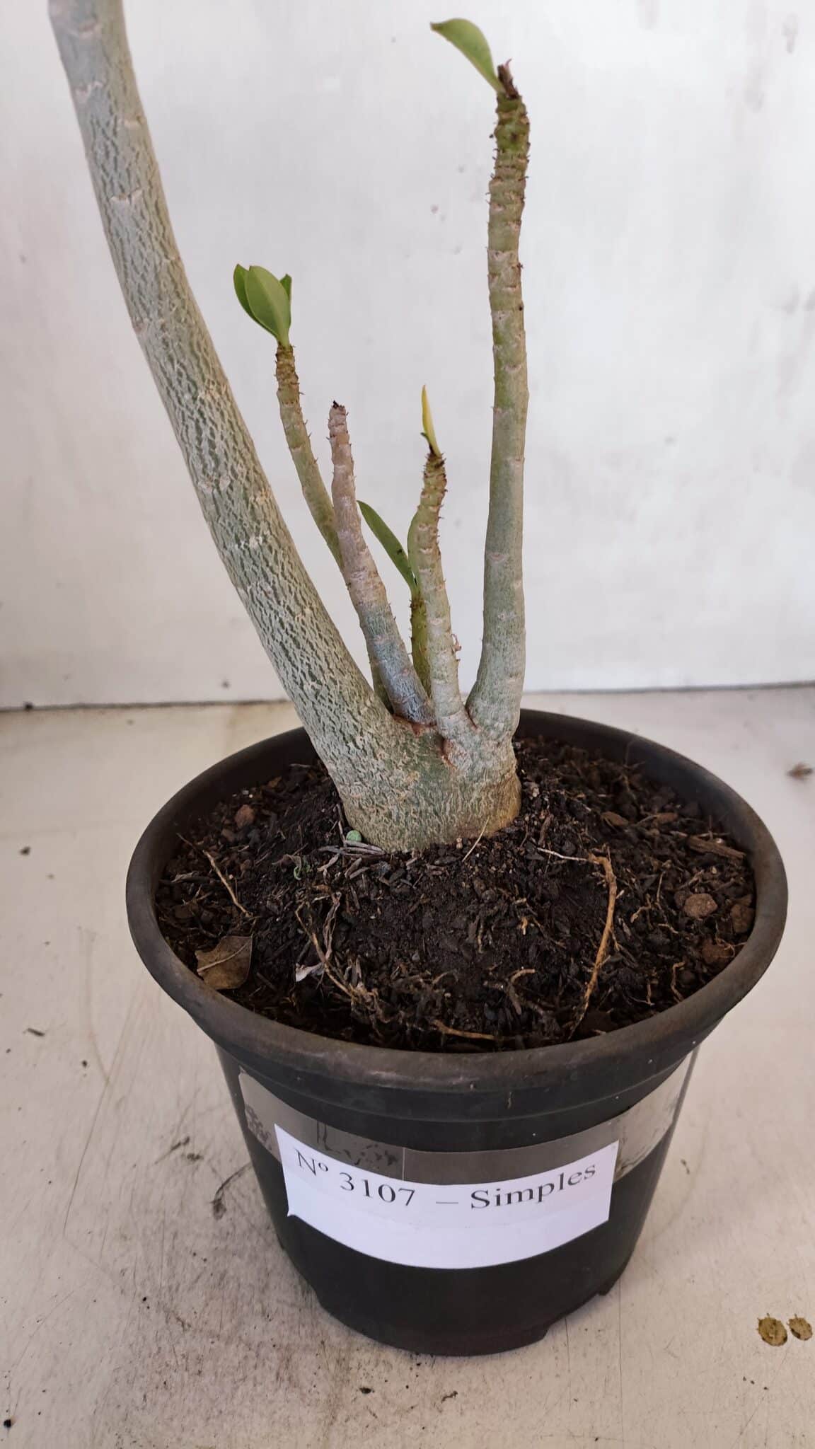 Planta Simples 3107 – 35cm – 03 anos