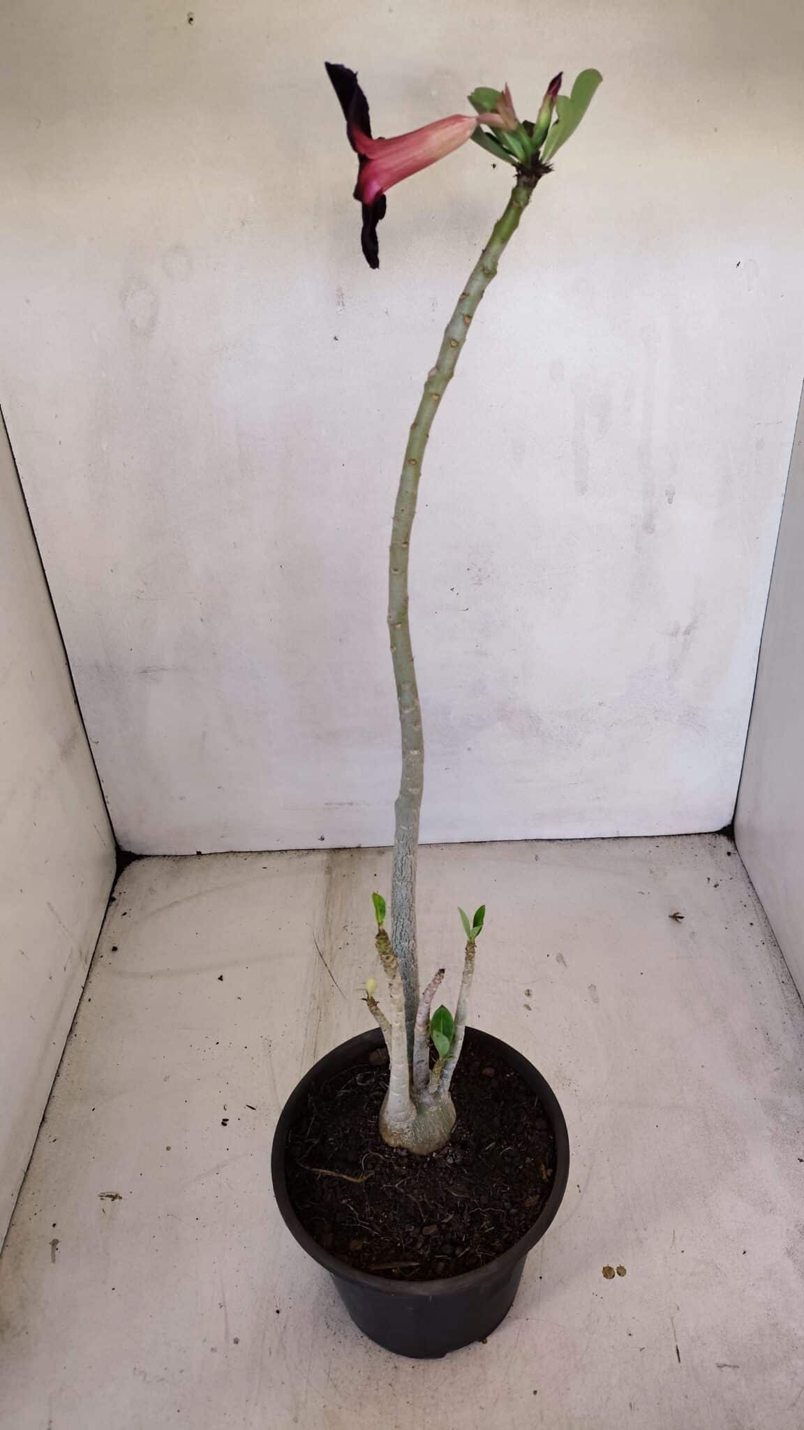 Planta Simples 3107 – 35cm – 03 anos