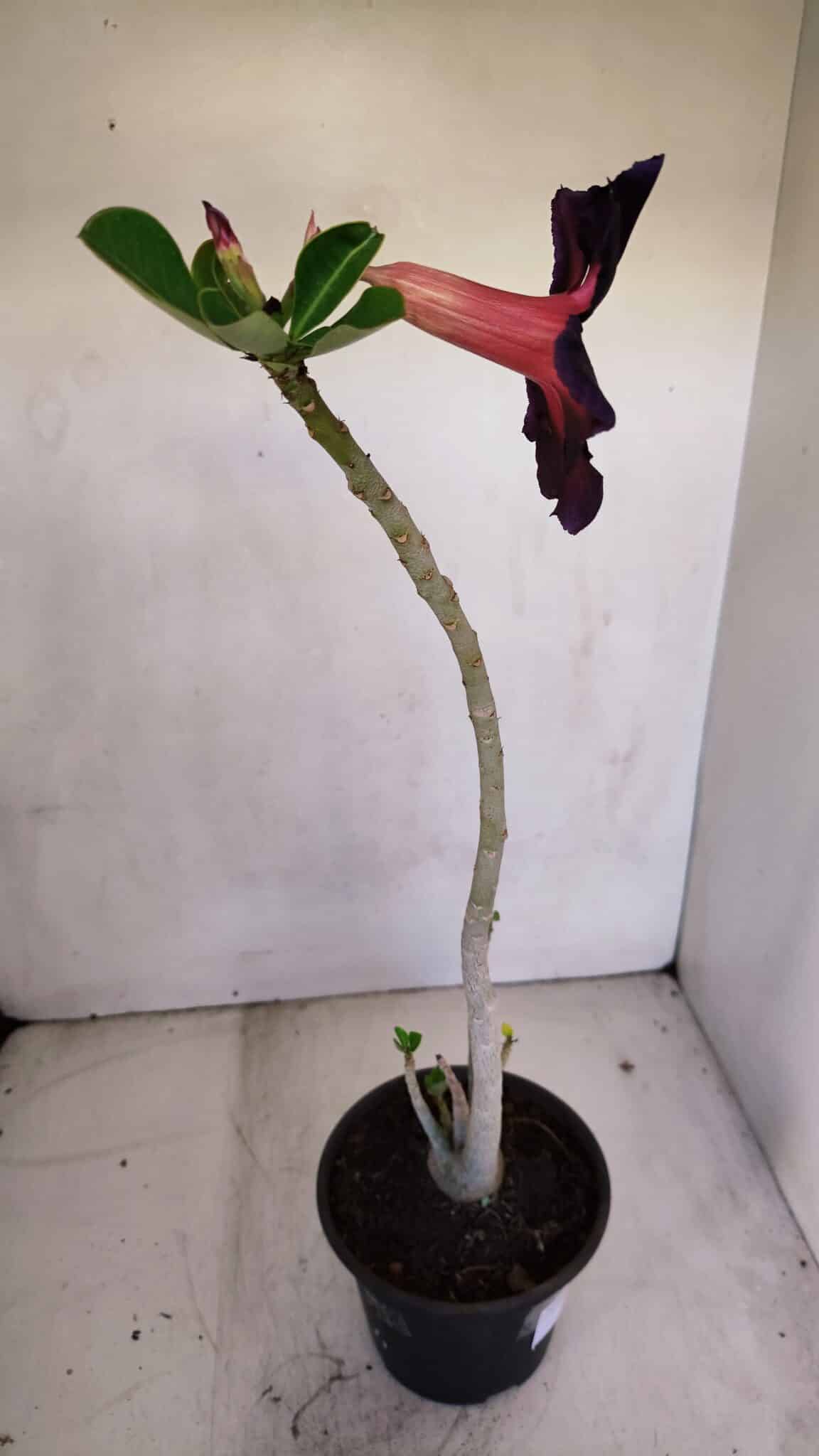 Planta Simples 3107 – 35cm – 03 anos