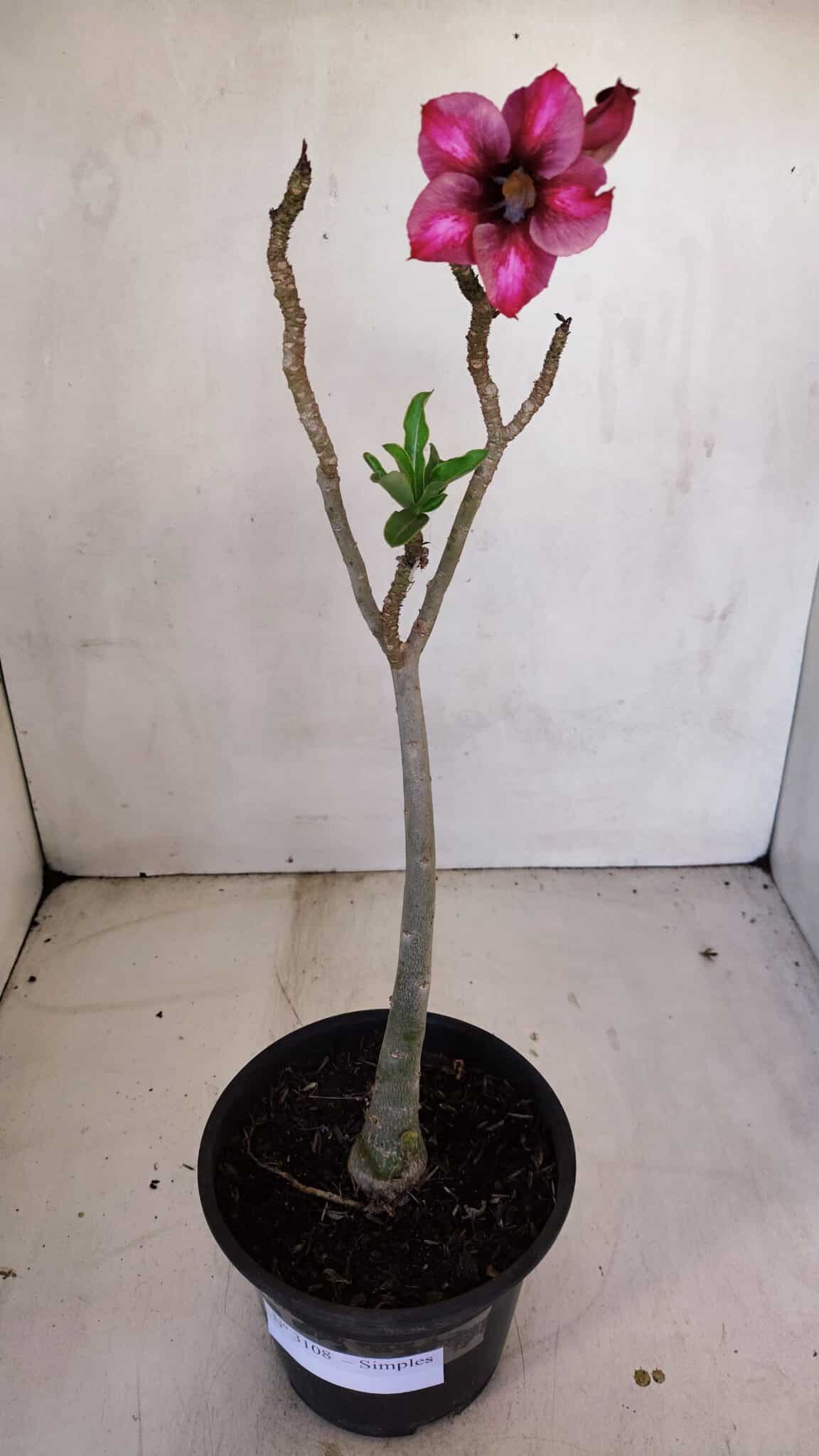 Planta Simples 3108 – 35cm – 03 anos