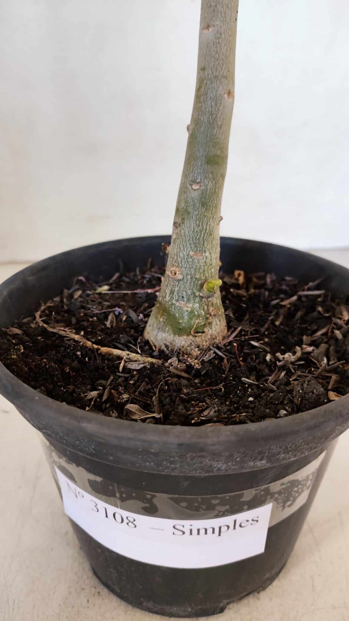 Planta Simples 3108 – 35cm – 03 anos