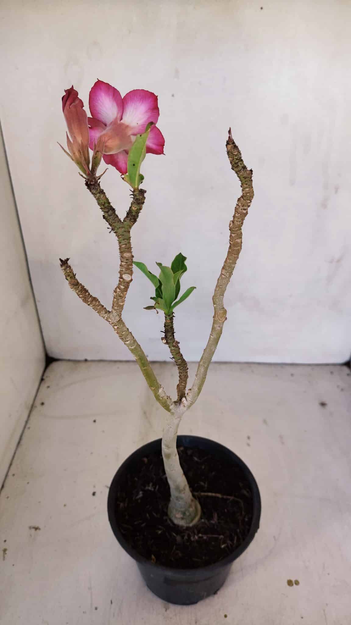 Planta Simples 3108 – 35cm – 03 anos