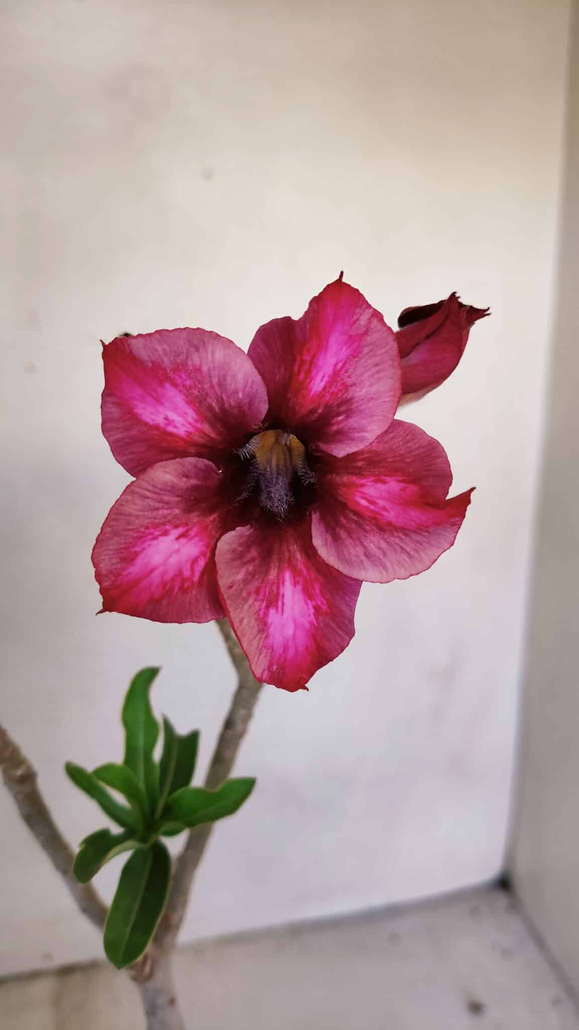 Planta Simples 3108 – 35cm – 03 anos
