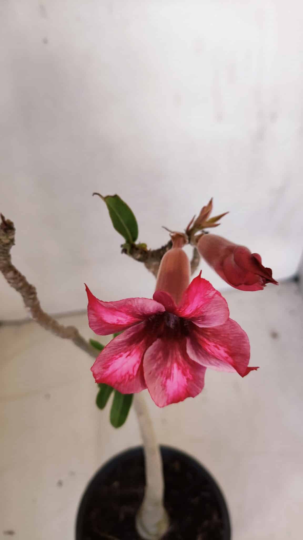 Planta Simples 3108 – 35cm – 03 anos