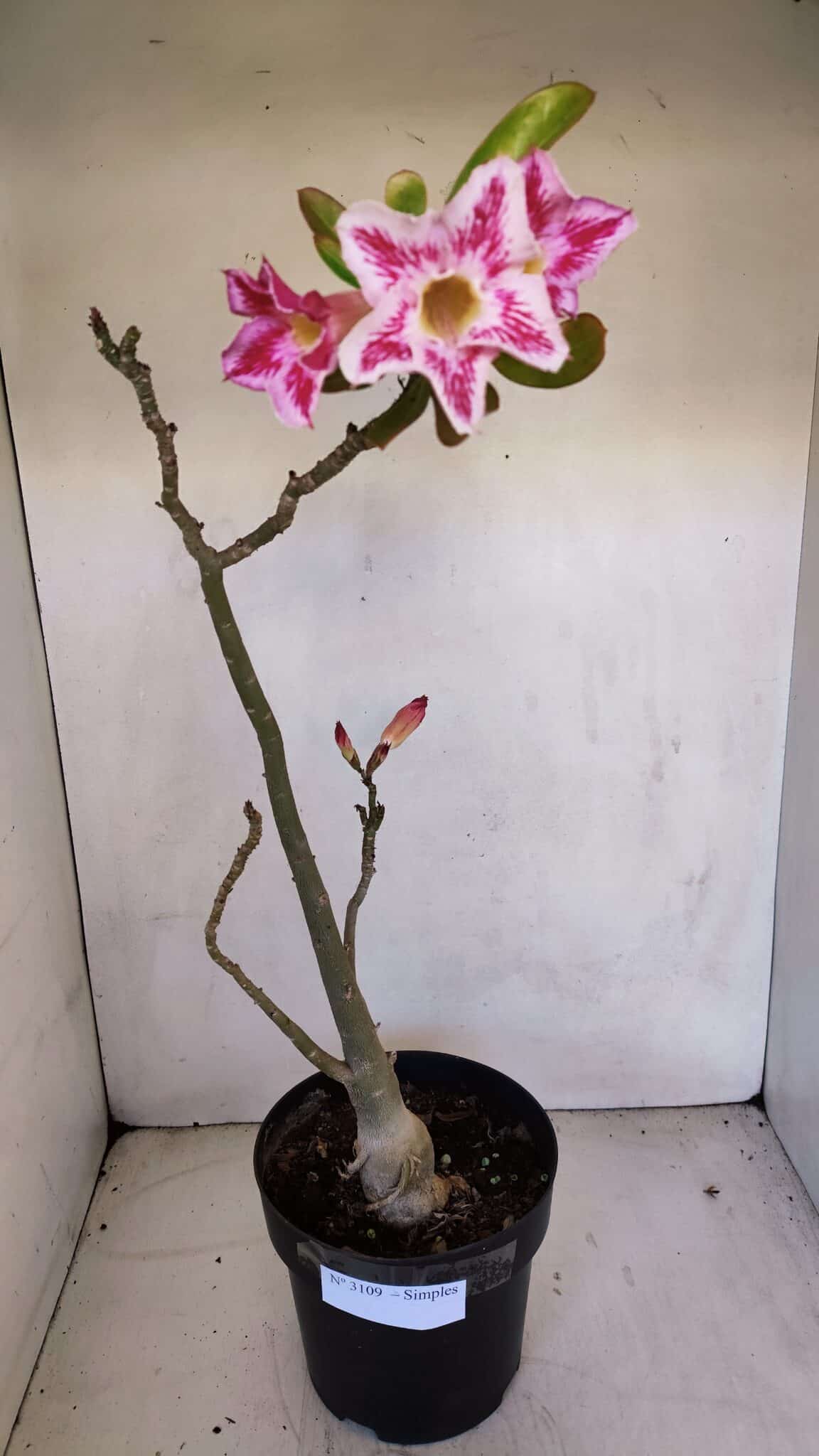 Planta Simples 3109 – 40cm – 03 anos
