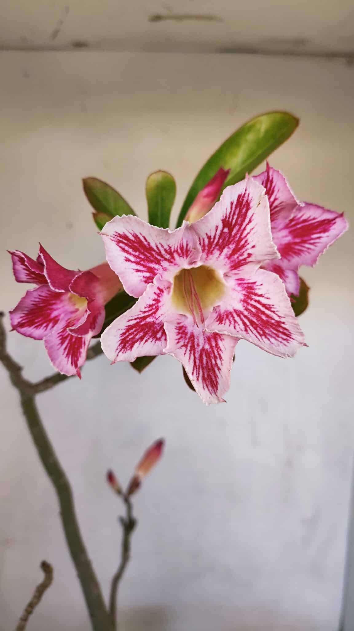 Planta Simples 3109 – 40cm – 03 anos
