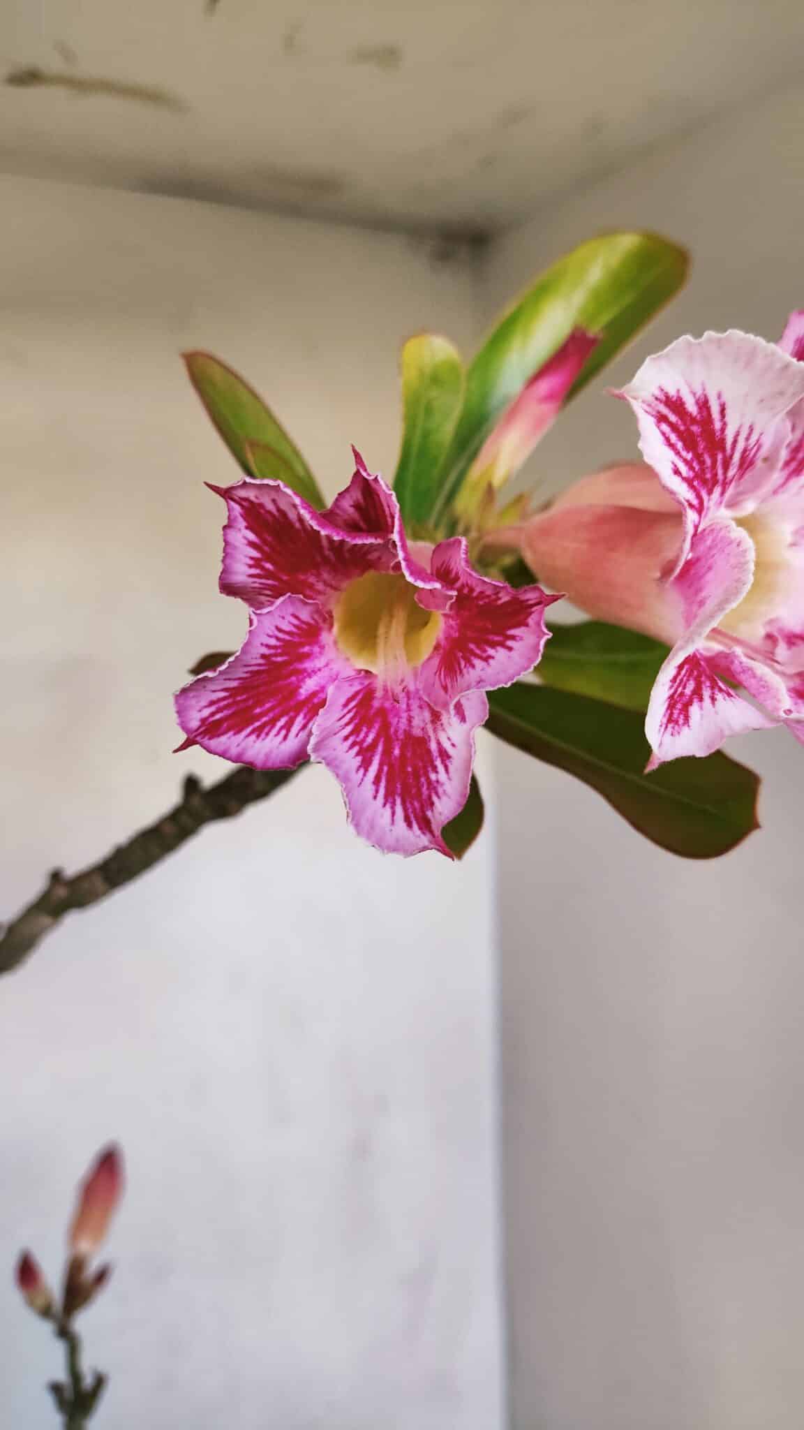 Planta Simples 3109 – 40cm – 03 anos