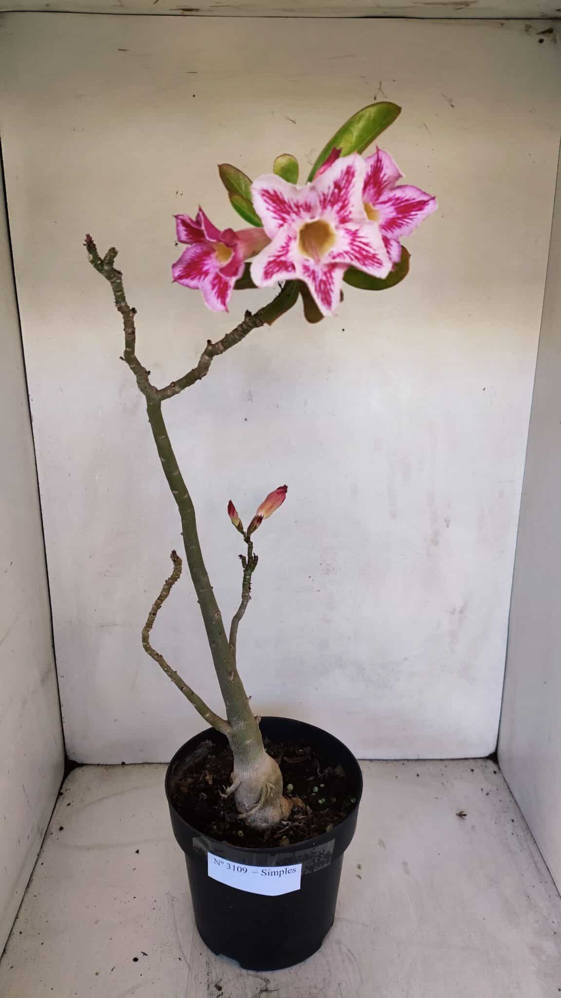 Planta Simples 3109 – 40cm – 03 anos