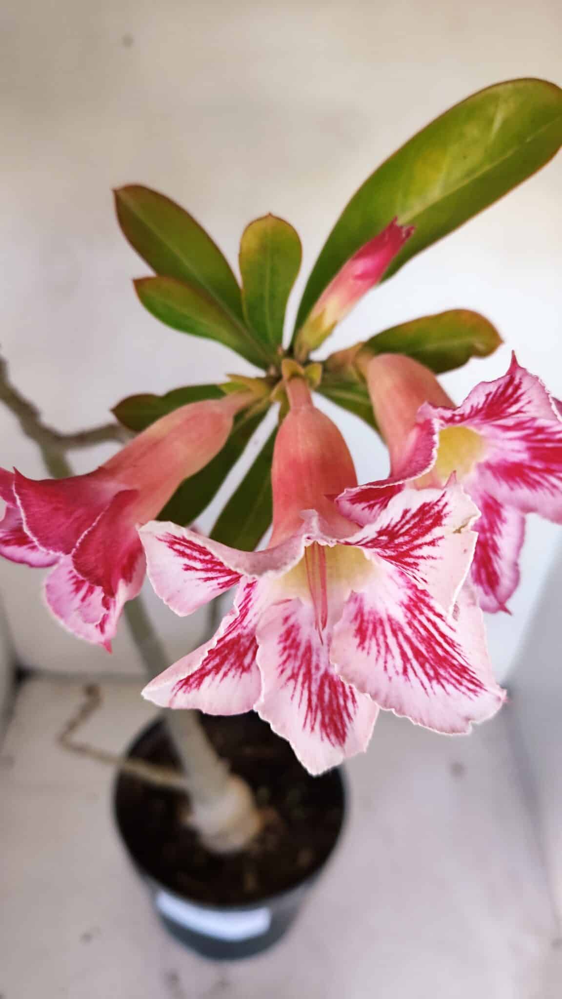 Planta Simples 3109 – 40cm – 03 anos