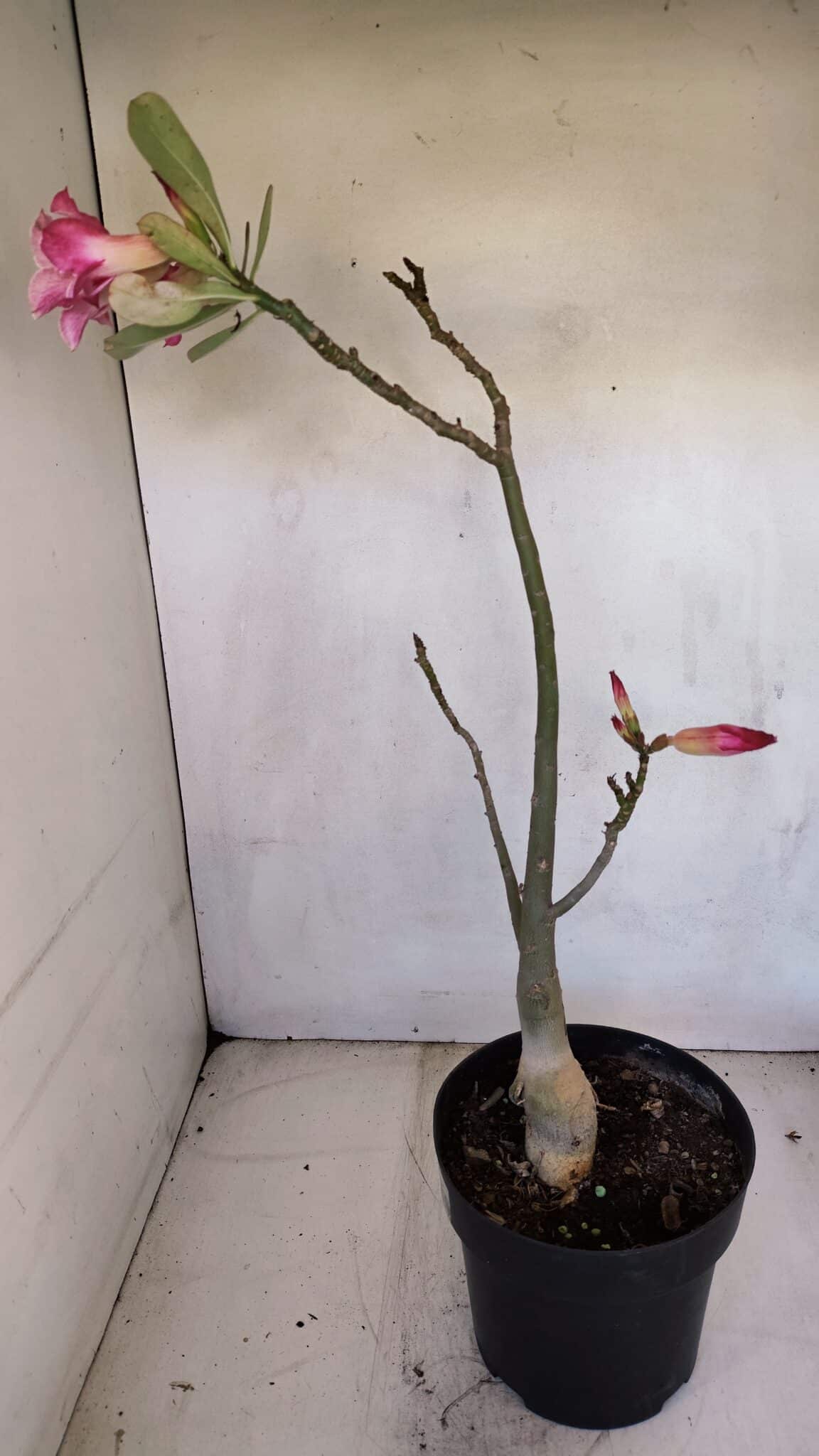 Planta Simples 3109 – 40cm – 03 anos
