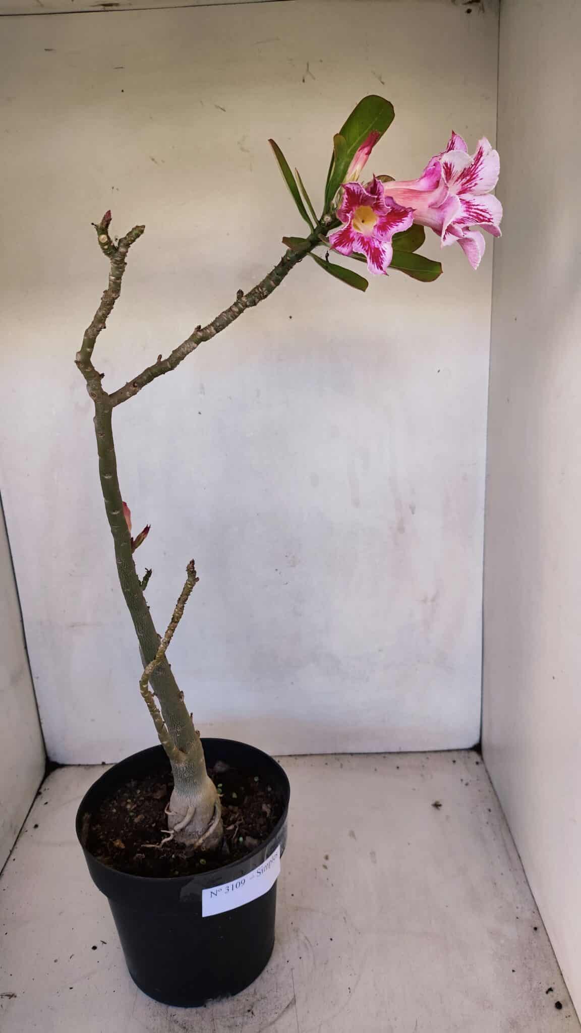 Planta Simples 3109 – 40cm – 03 anos