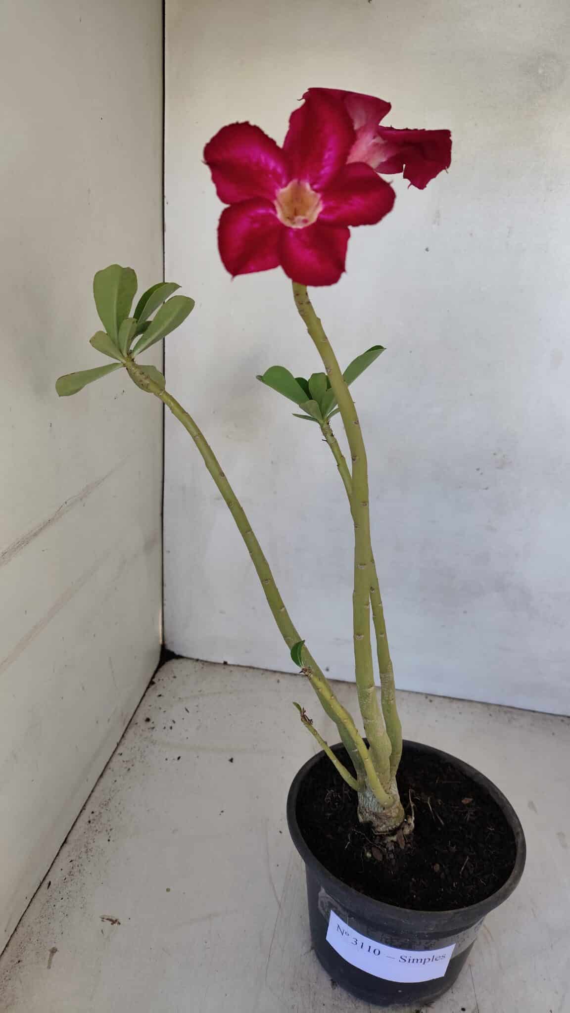 Planta Simples 3110 – 30cm – 02 anos