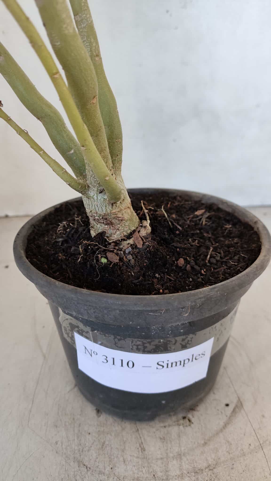 Planta Simples 3110 – 30cm – 02 anos